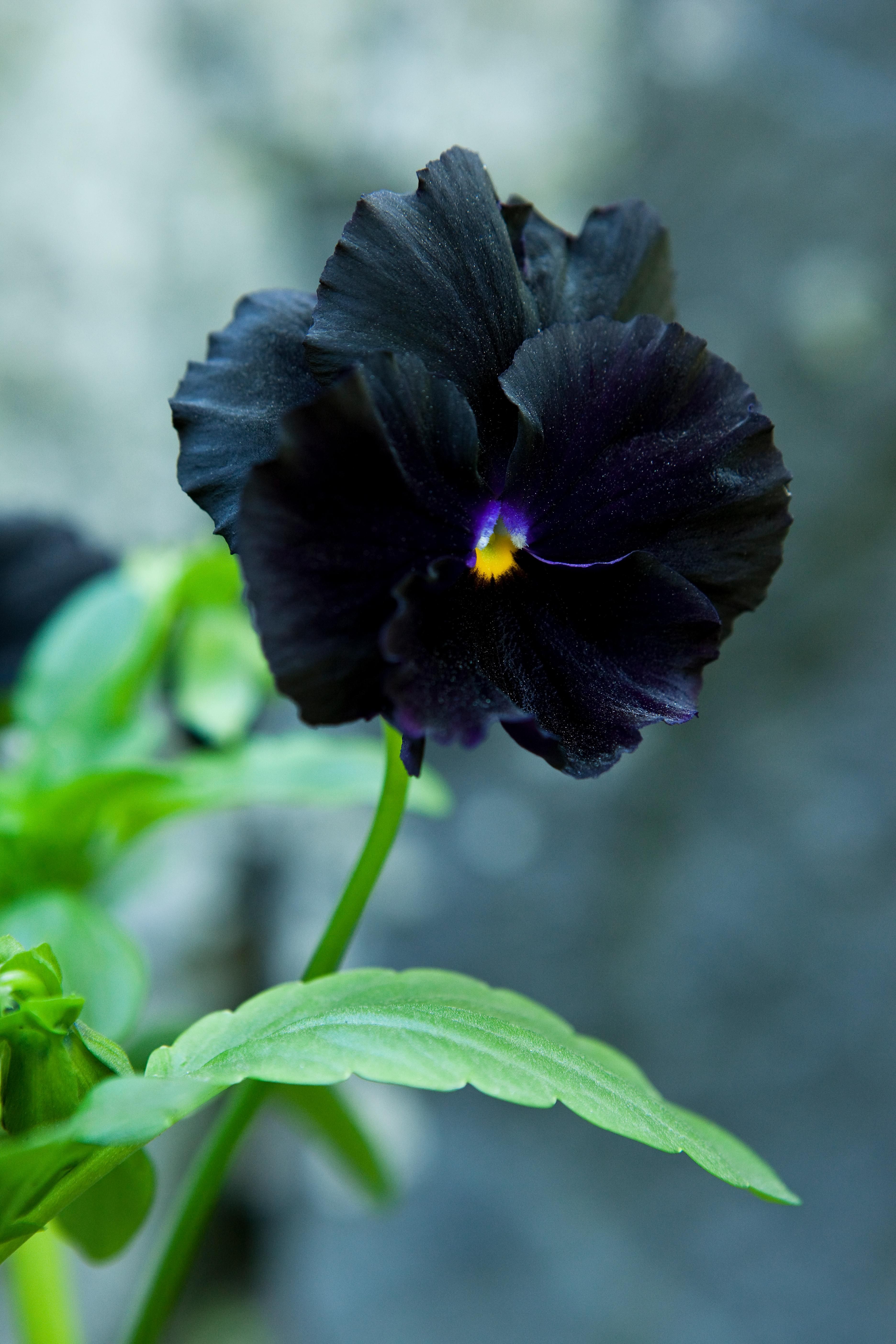 Noin 500 orvokkilajin joukossa on useita lähes mustia kukkia kuten tarhaorvokki’Black Star’ ja sarviorvokki ’Blackjack’. Kylvä siemenet suoraan multavalle kasvupaikalle tai esikasvata niitä sisällä. Orvokit viihtyvät puolivarjossa mutta pärjäävät myös auringossa. Nypi kuihtuneet kukat pois ja lannoita säännöllisesti.