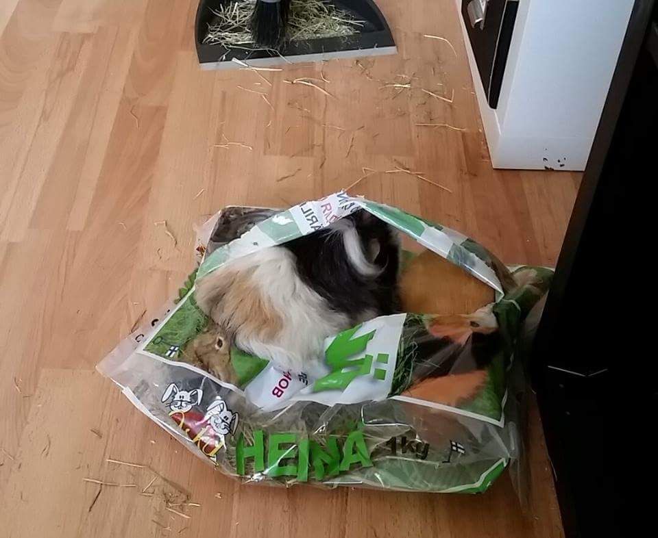 Jalmari ja Veijo ovat piiloutuneet herkuttelemaan heinäpussiin.