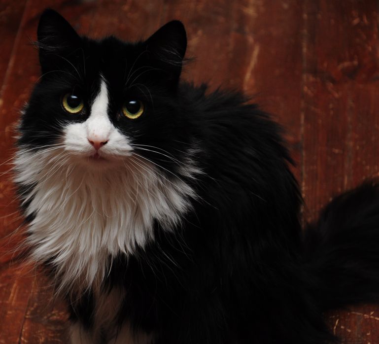 Maukka, 10, sai nimensä suureellisesti Kiinan kommunistisen puolueen puheenjohtaja Mao Zedongin mukaan, mutta arkipuheessa nimi lyheni nopeasti Maukaksi. Maukka on kiukkuinen ja takkuinen persoona, joka viettää mieluiten yönsä ja päivänsä nukkuen patterin päällä. Jos Maukka vahingossa kehrää, sitä alkaa heti nolottaa moinen hempeily. Maukan ihminen on toimittaja Anna Pihlajaniemi.