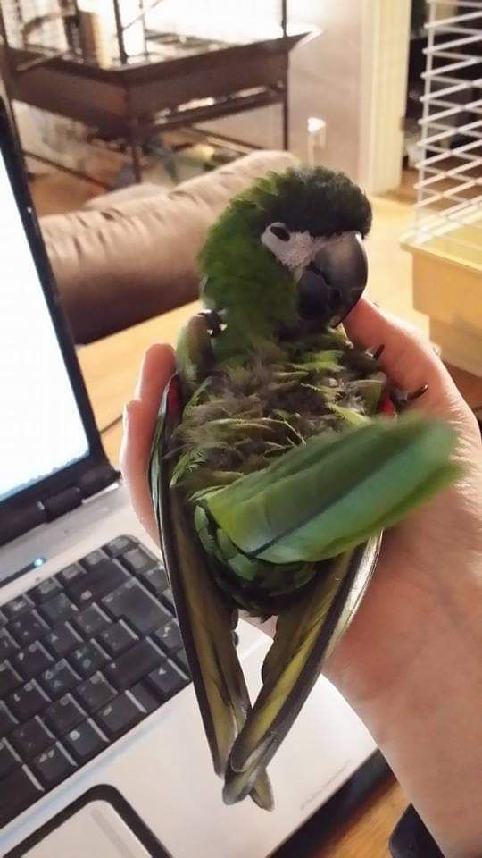 Pikku Myy osaa sanoa myös "kakka". Puhelinkeskustelussa se kieltäytyi puhumasta rumia.