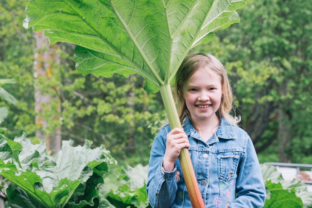 Raparperi ja mansikka kasvavat Orren perheen puutarhassa.