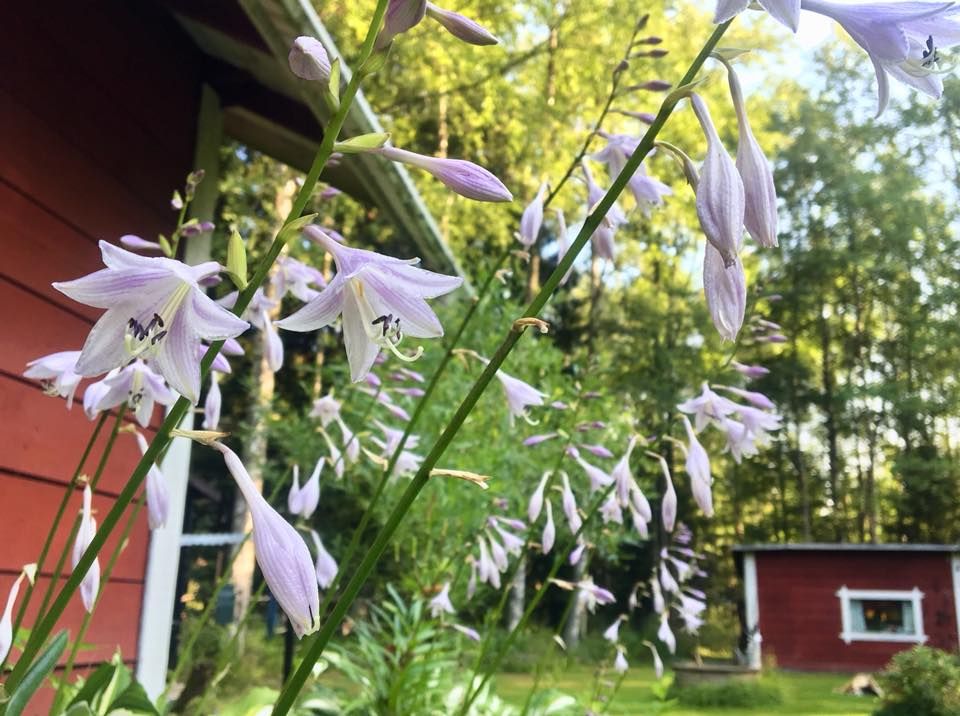 ”Kuunliljan herkät kukat.” - Marjo Haatainen