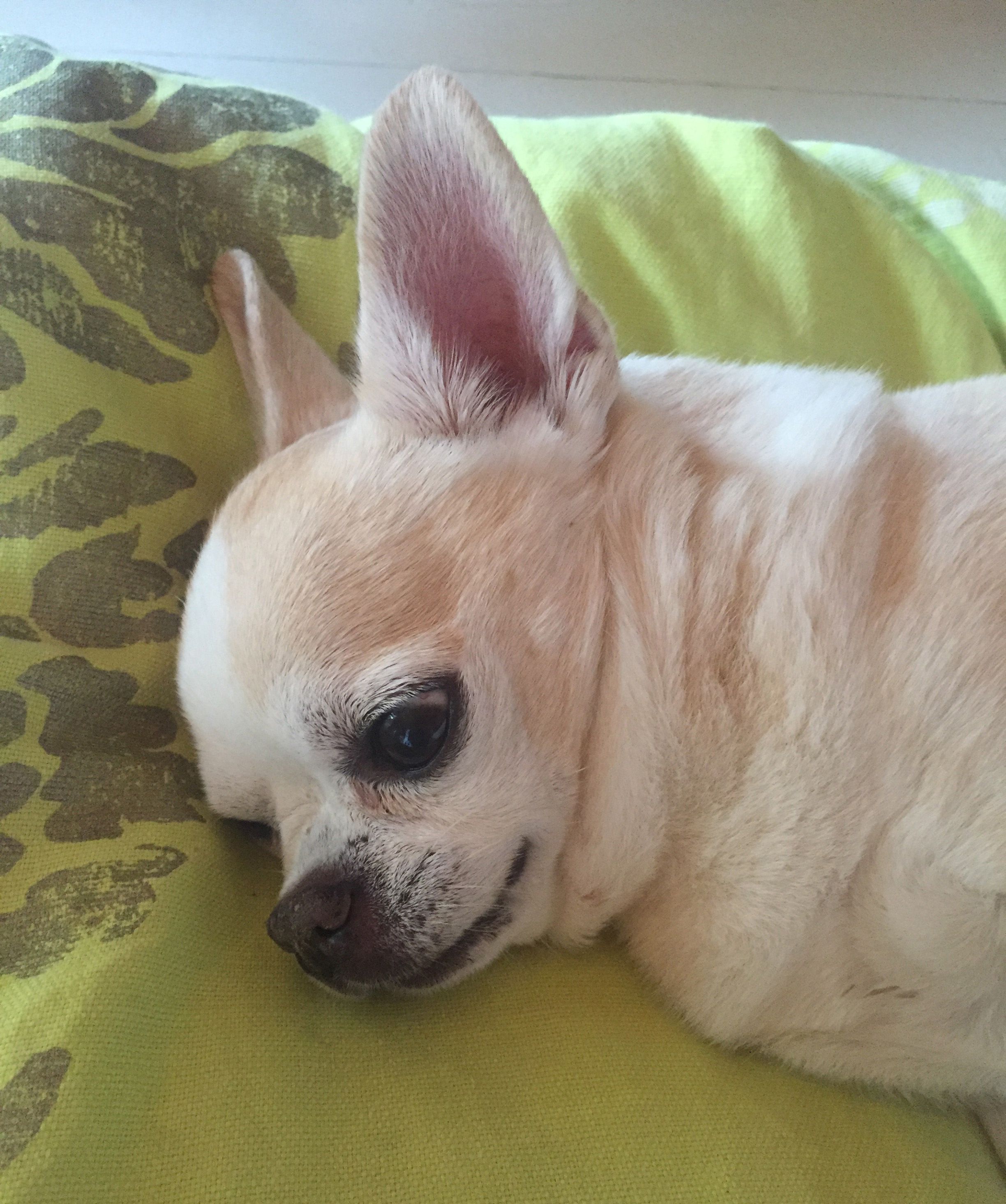 Rakkauden hinta on suru.