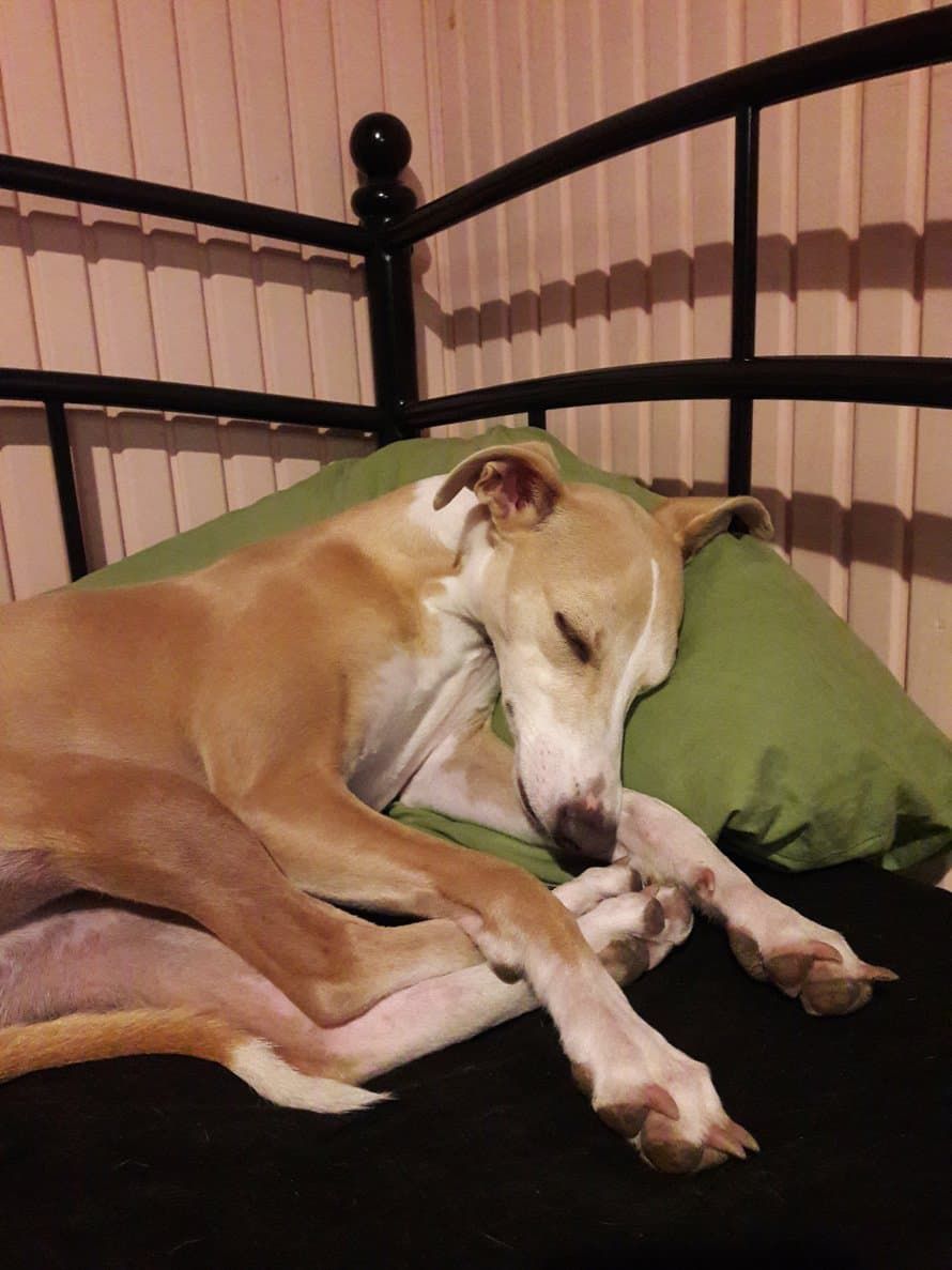 ”Unikaveri Blue tulee mielellään peiton alle, sillä siellä on lämpimämpää. Lämmiteltyään tarpeeksi tämä hurja whippet pinkoo sata metriä seitsemässä sekunnissa.” J