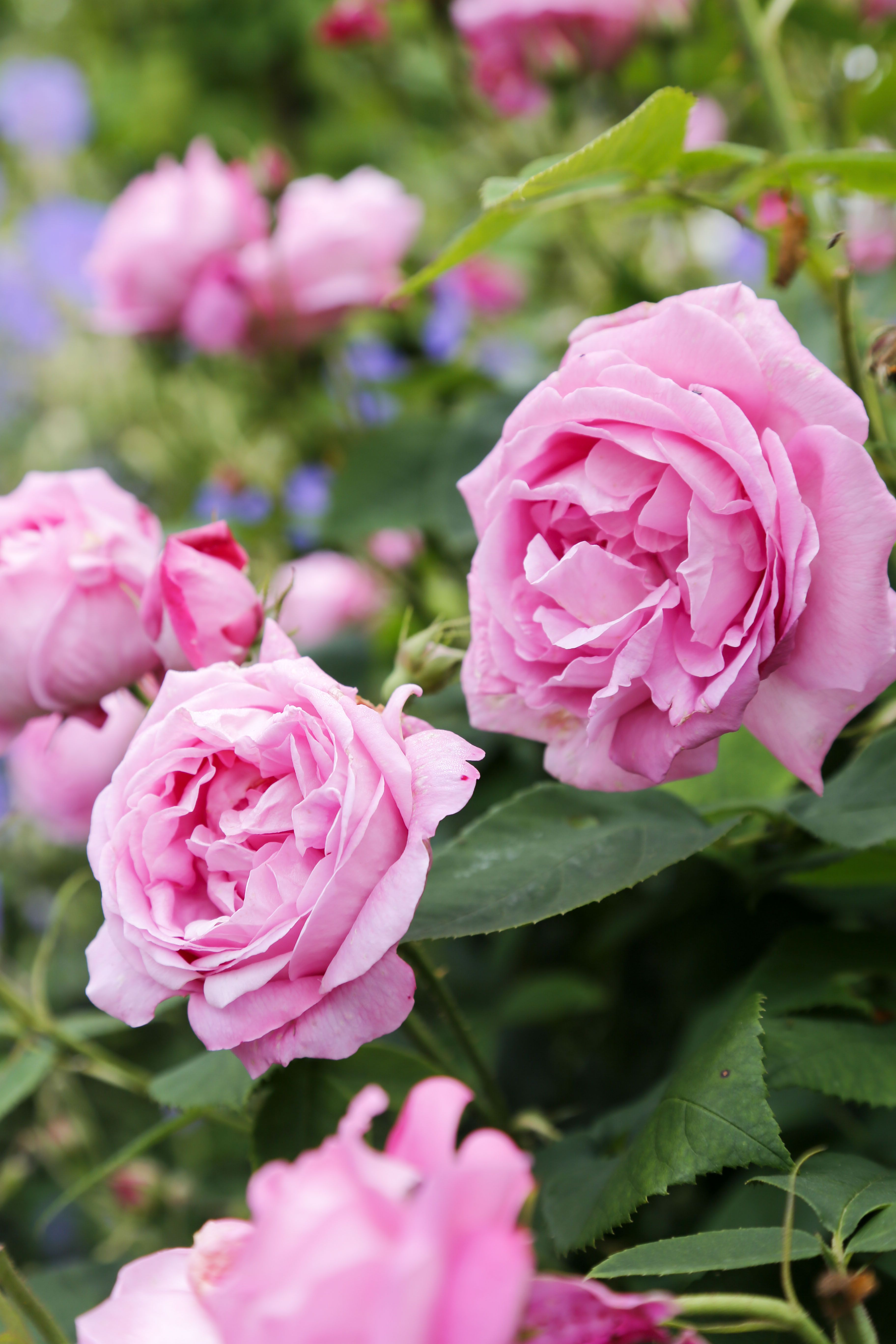 'La Noblesse' -kartanoruusun uhkeissa kukissa on voimakas tuoksu. 