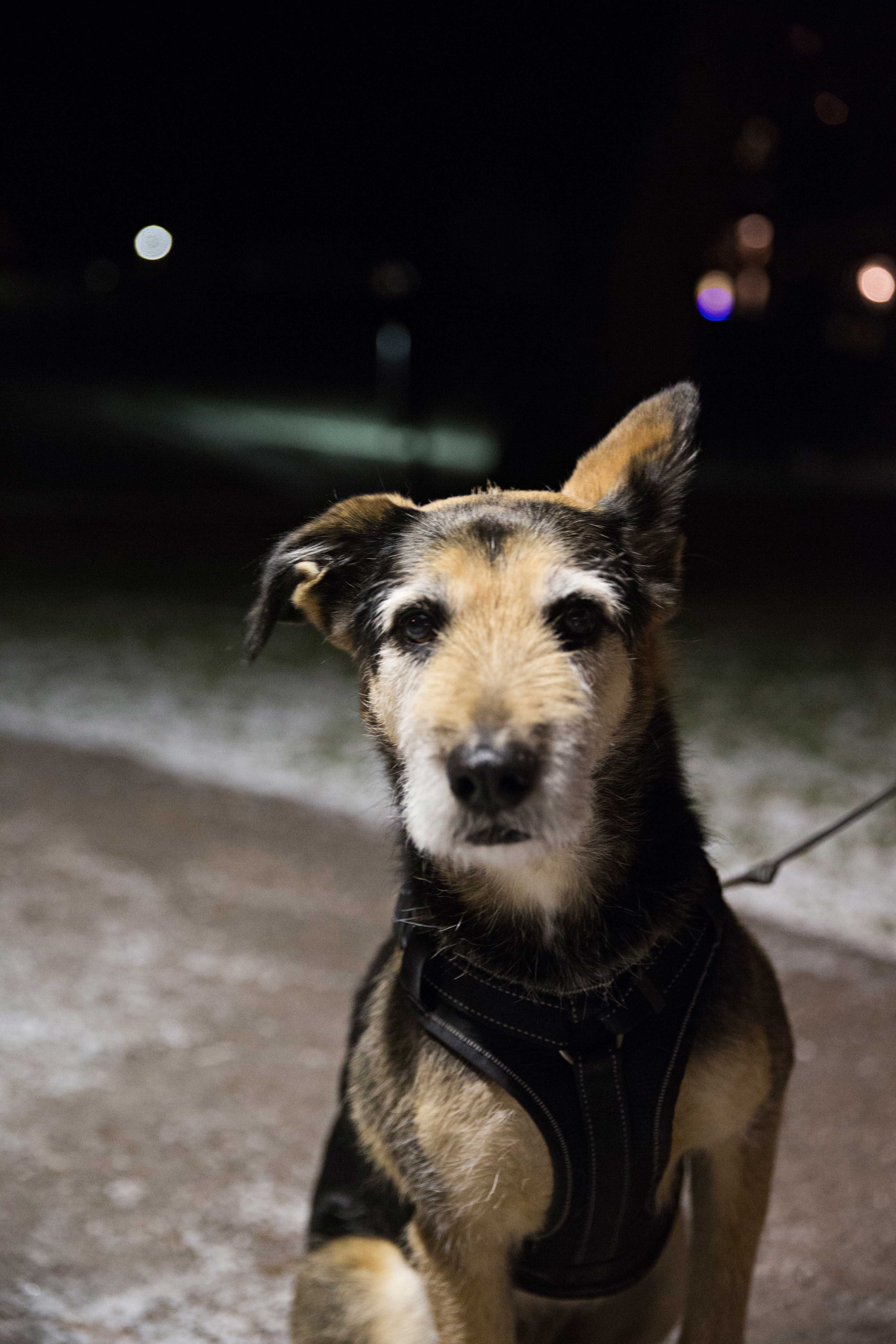 Shurik ei välitä musiikista, paitsi Wagnerista ja Chisusta. Niitä kuullessaan se piiloutuu flyygelin alle.