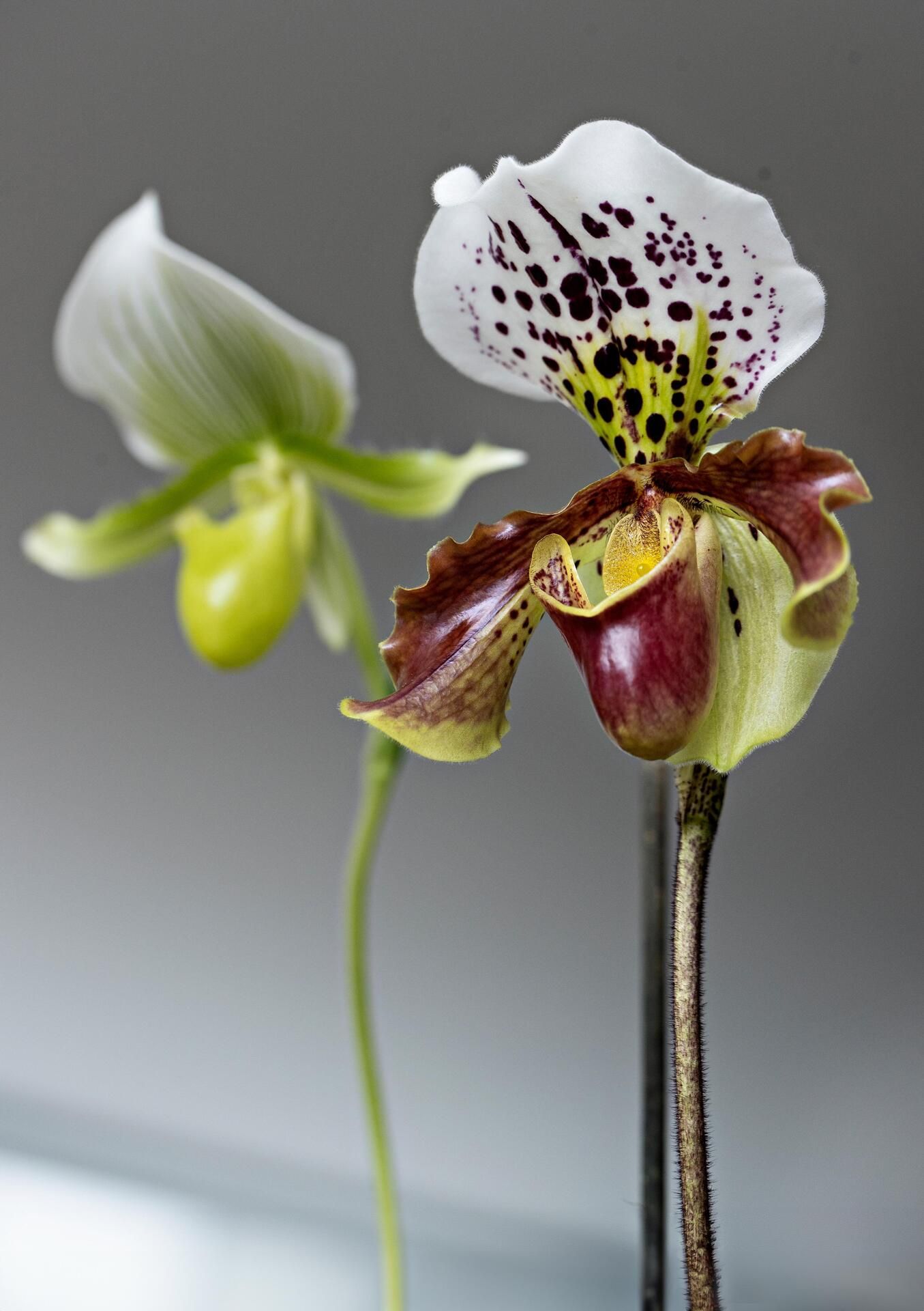 Taustalla Paphiopedilum Maudiae ’Femma’ ja edessä Pahiopedilum American Hybrid, näyttävät ja pitkään kukkivat venuksenkengät. Molemmat ovat erinomaisia kasveja aloittelijoille. 