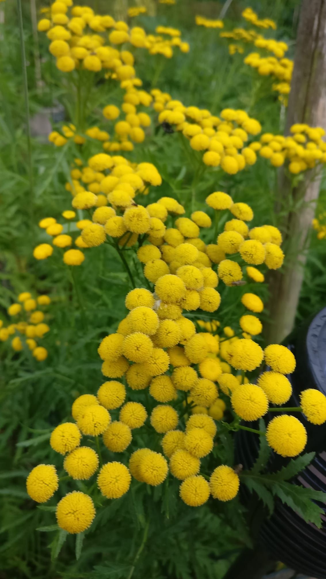 ”Kukkapenkin päässä piennaryrtti nousee joka vuosi keltaisena loistamaan. Niin vaatimaton, kaunis, ei vaadi mitään.” - Elise Hirvonen