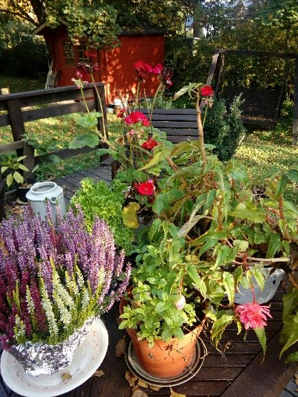 60-vuotispäivieni kukkasato ilahduttaa ulkona.