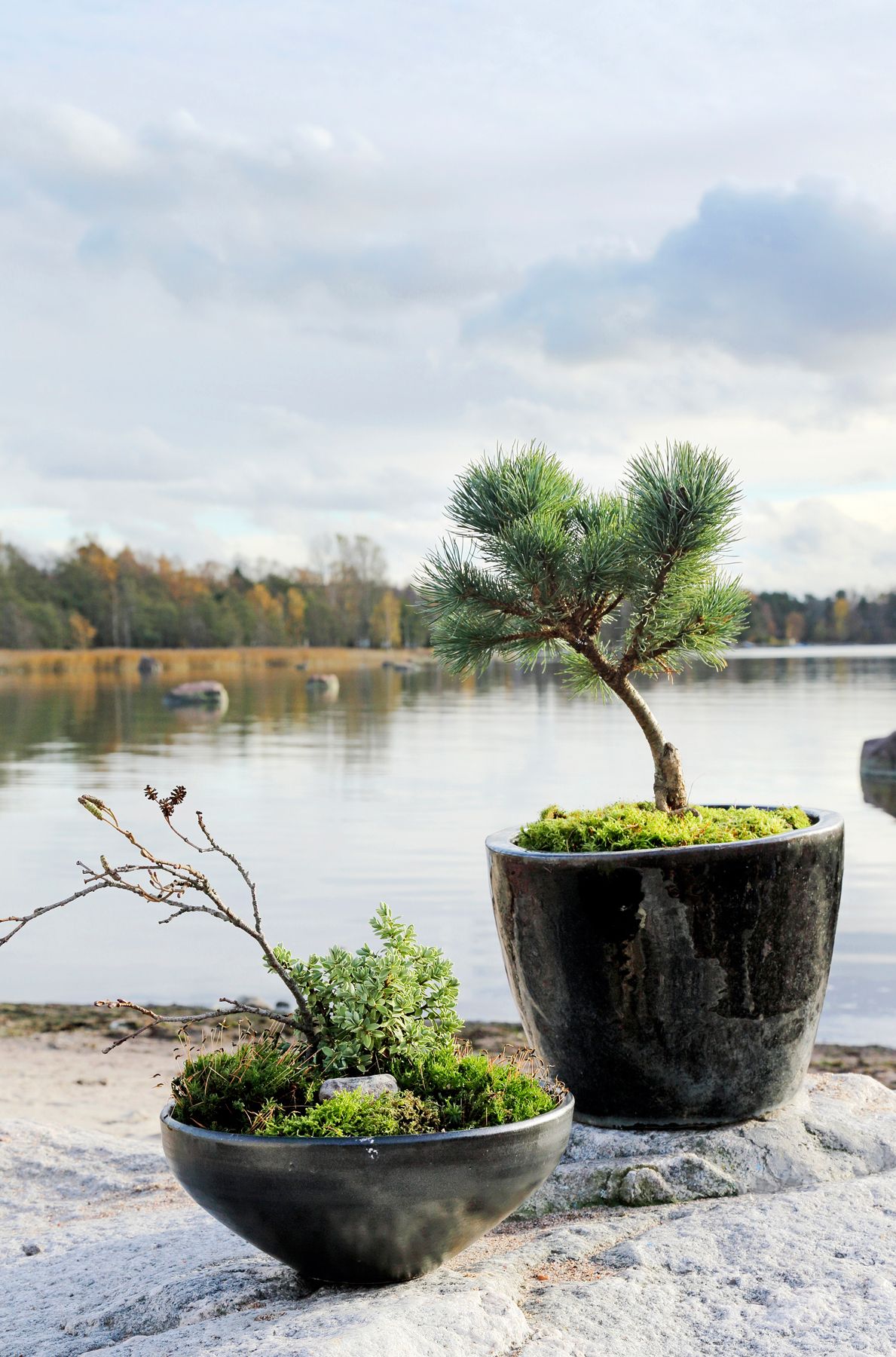 Pensas- ja kääpiösembrat ja vuorimännyt tuovat ruukkuihin istutettuina mieleen japanilaisten puutarhojen bonsait. Pienoismaiseman henkeen toteutetussa pienemmässä ruukussa kasvaa tädykettä, yksityiskohtana kuivahtanut lepänoksa urpuineen, kivi ja sammalkate. 