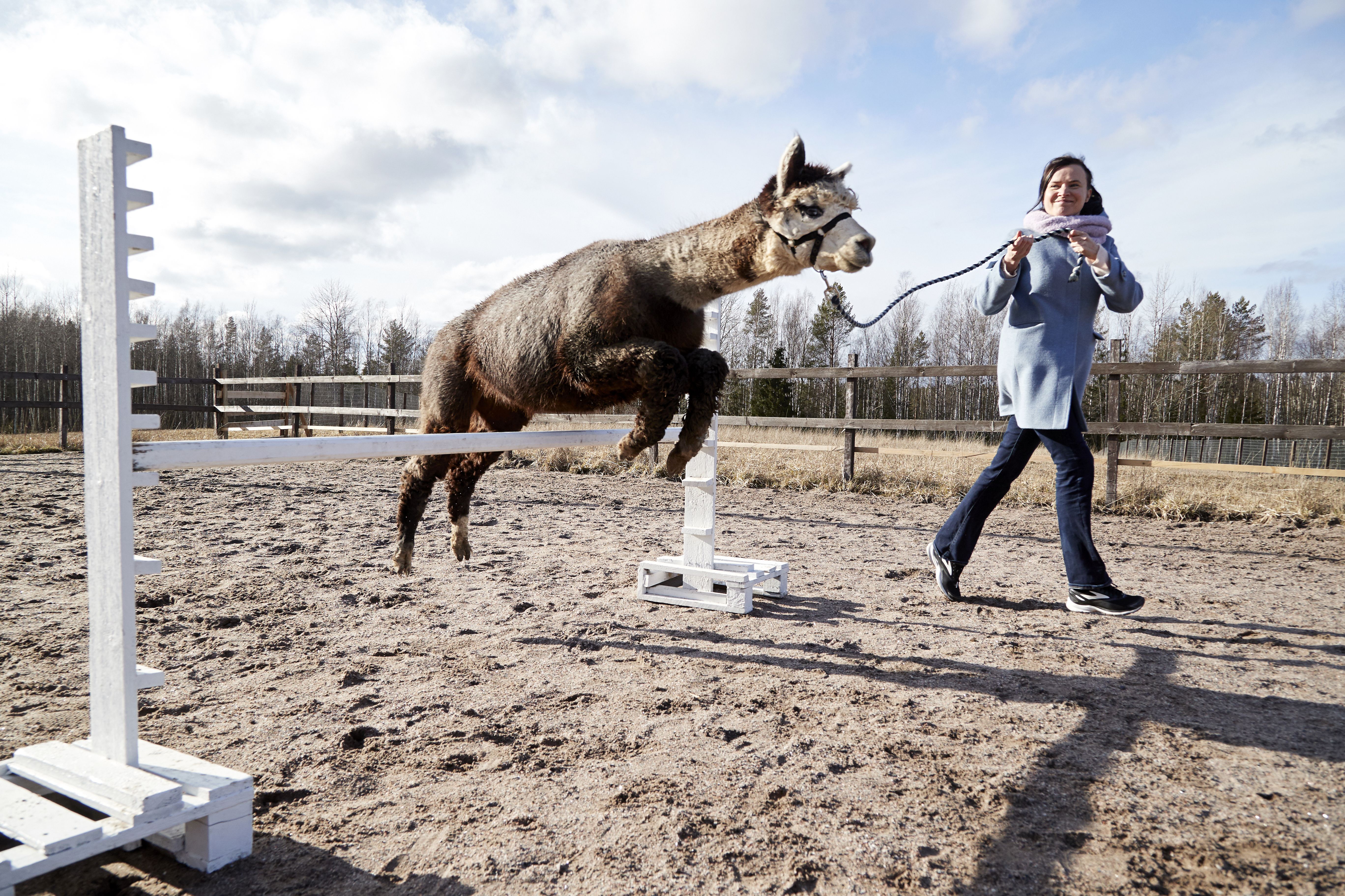 "Pidä vaan riimusta kiinni ja juokse", kuului ohje alpakan hyppyyttämiseen. Ukko on Suomen kovin korkeushyppääjäalpakka. Sen henkilökohtainen ennätys on 115 senttiä.