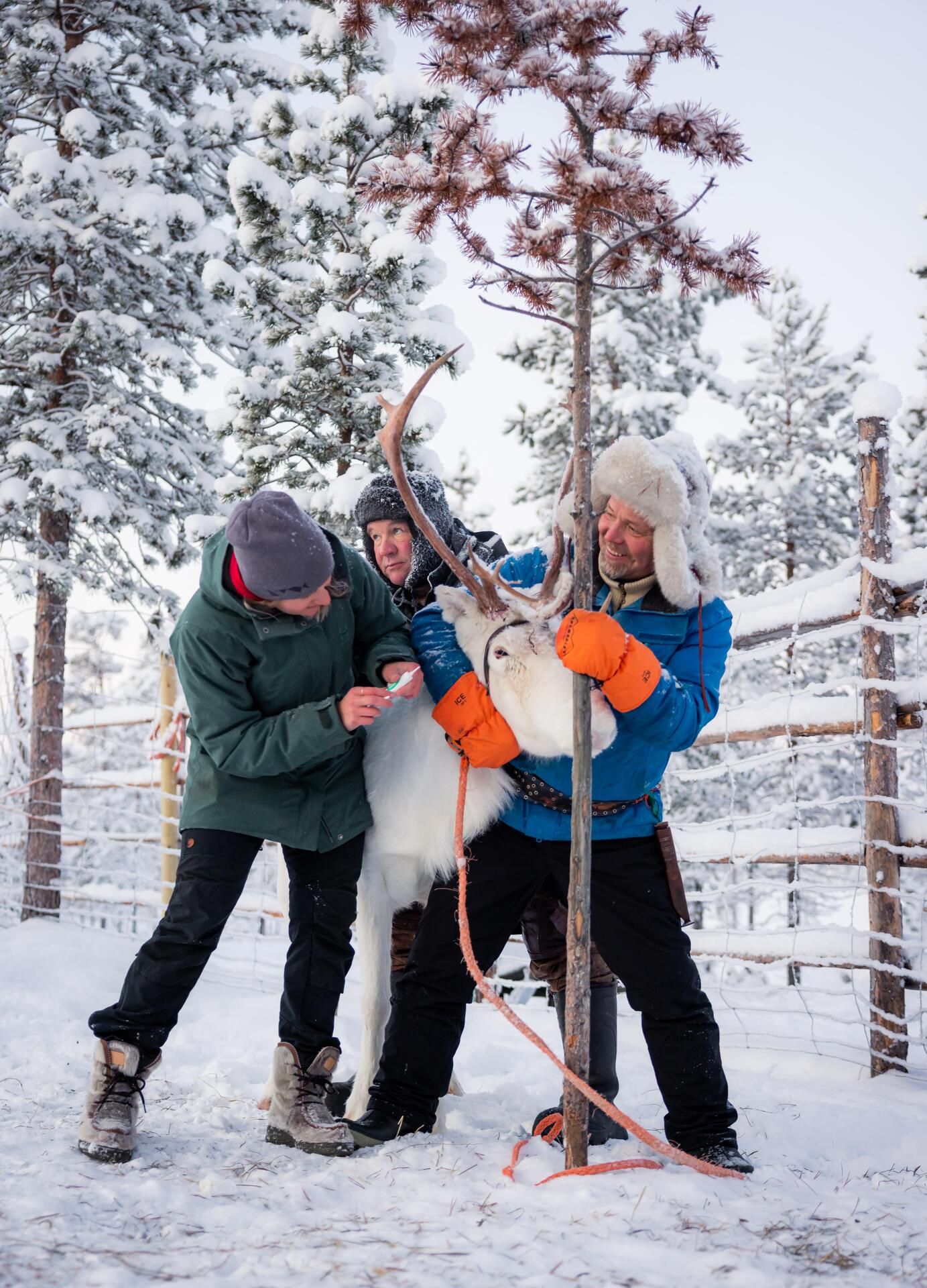 Ennen Lapissa työskentelyä Venla ei ollut hoitanut poroja. Kuvassa hän annostelee antibioottivoidetta porolle, jonka silmä on tulehtunut. Poromiehet auttavat pitämään poroa aloillaan.