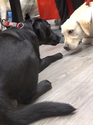 KK Elli kiinnostuu koirista