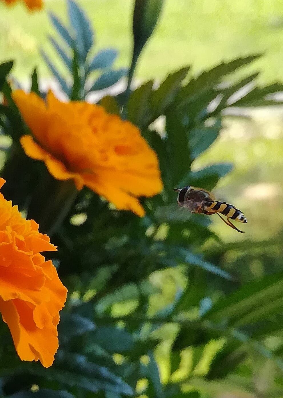 ”Siemenistä itse kasvatetut samettiruusut kukkivat tosi runsaasti parvekkeella ja etuoven terassilla. Kukkakärpänenkin niitä ihaili pari päivää sitten.” - Elina Jääskelainen
