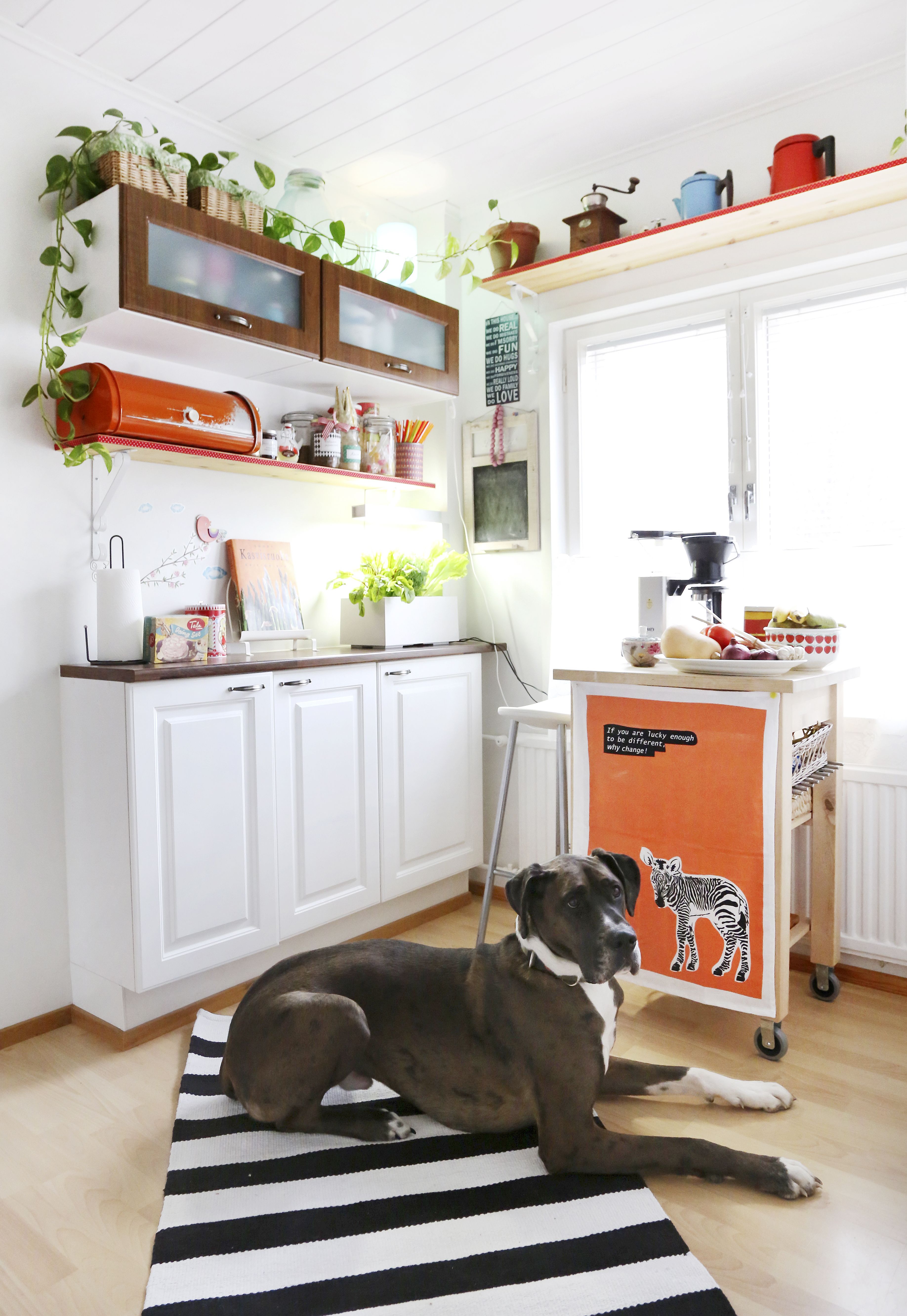 ”Haaveeni on iso tupakeittiö, mutta pärjäämme pienemmälläkin. Vaikuttavan kokoinen Odin on läpeensä lempeä ja koko perheen hellyydenkipeä lemmikki.”