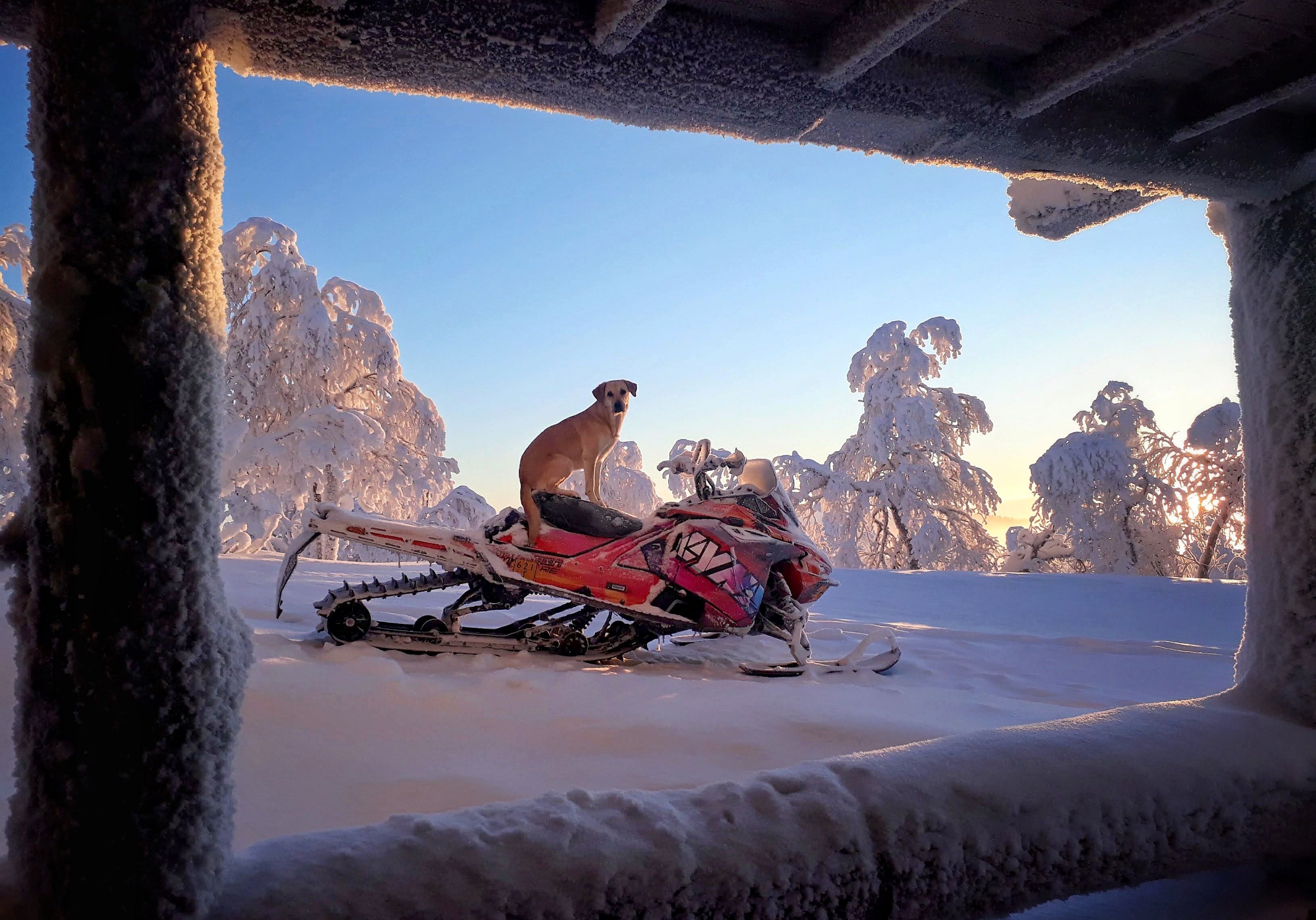 Venla kutsui Humua kultaiseksi hirvikoiraksi. "Sen äiti oli kultainen noutaja ja isä hirvikoiran ja labradorinnoutajan sekoitus."