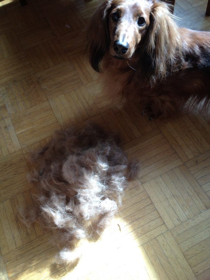 Tommista lähti aika lailla karvaa (silloin, kun joku ehti ja muisti harjata sen).