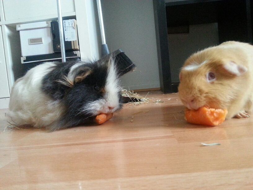 Jalmari ja Veijo mielipuuhassaan.