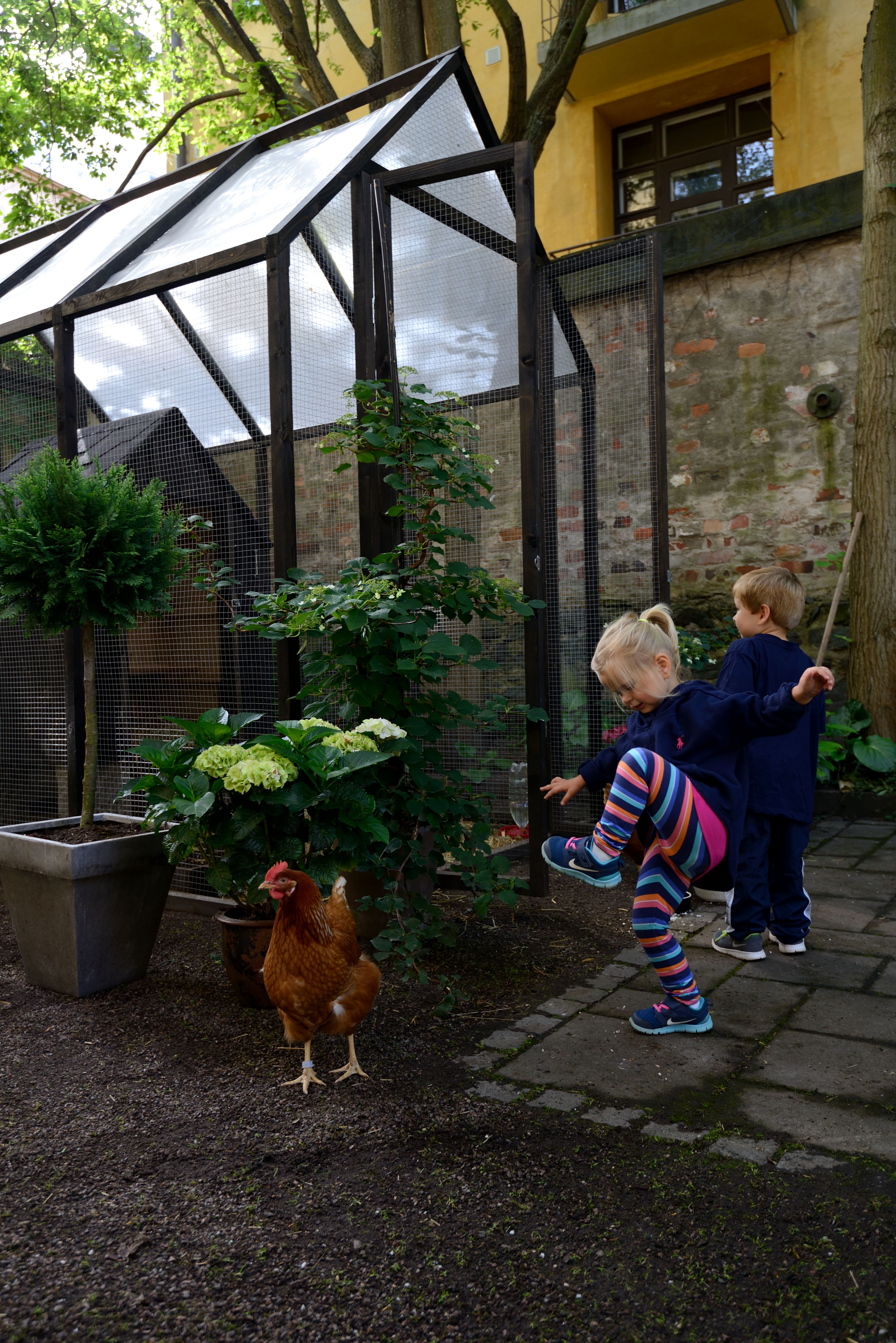 Miika seurailee, etteivät naapurin Alison, 2, ja Mathieu, 4, hätyytä kanoja. "Ne tykkäävät olla rauhassa", hän muistuttaa.