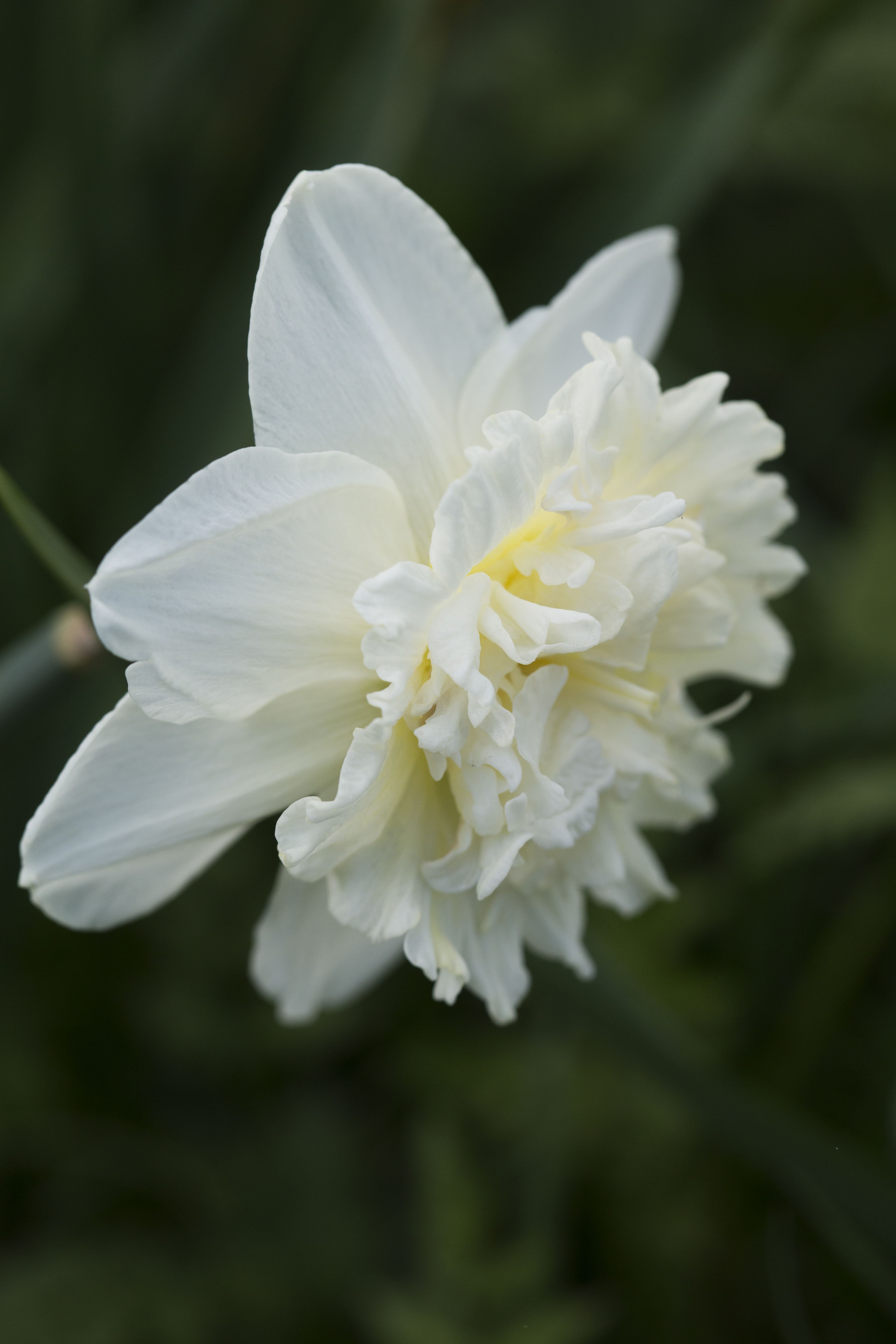 Kerrannaiskukkaisista narsisseista on iloa pitkään. Kuvassa 'White Lion'.