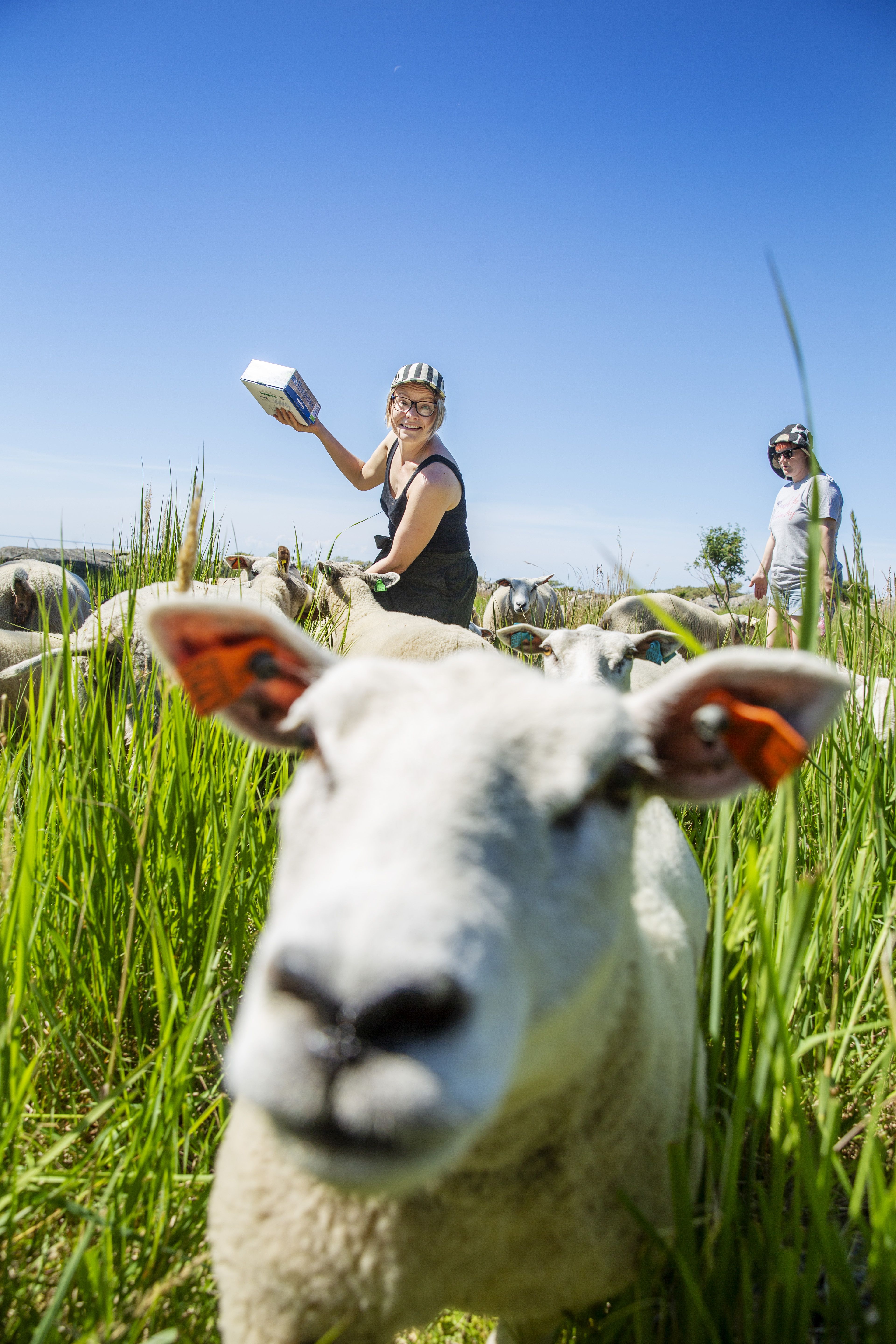 ”Lampaat eivät ole mitään hiljaisia hyssyköitä. Etenkin herkkupalat haistaessaan ne alkavat määkiä vaativasti kuorossa”, Heidi kertoo.