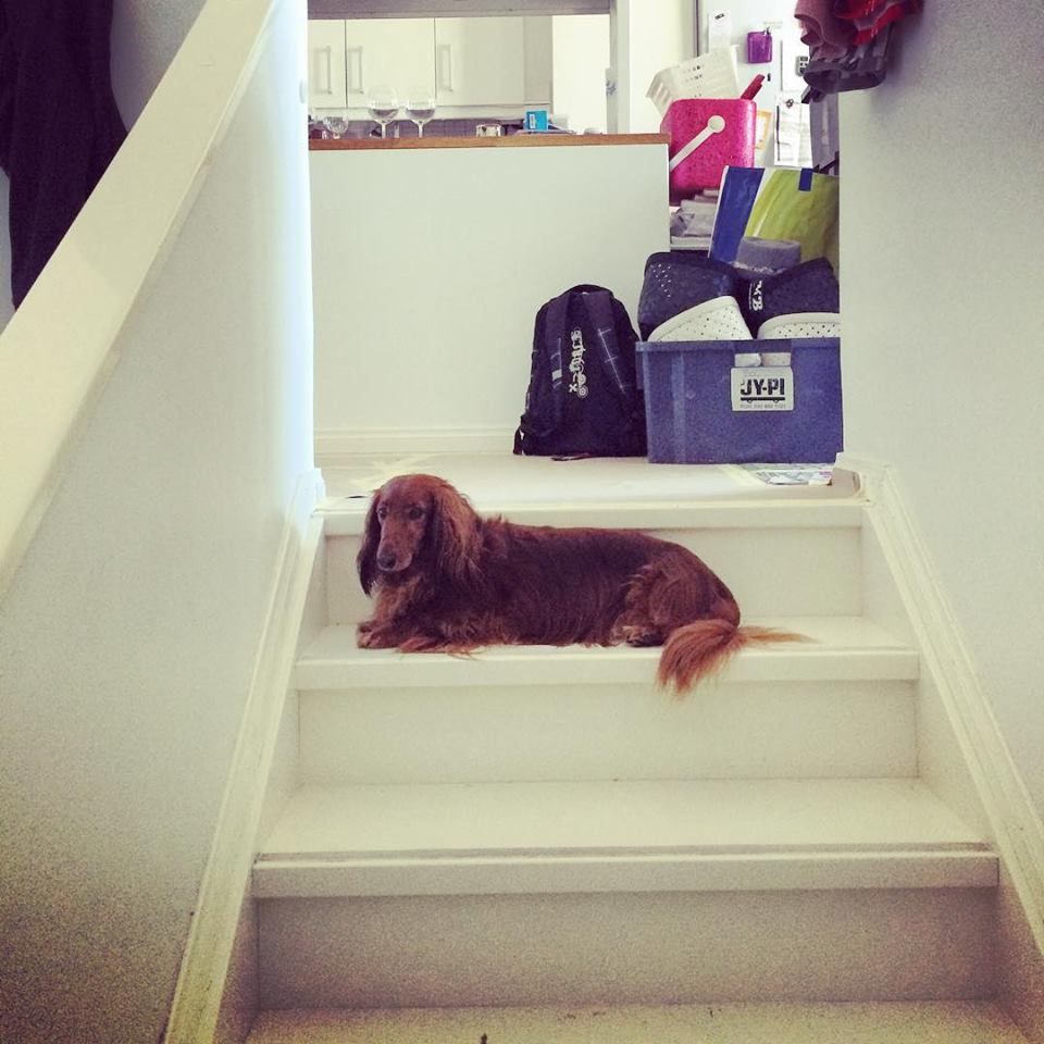 Tommi ei pitänyt uuden kotimme liukkaista portaista.