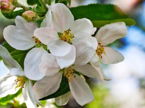 Omenanpuun kukinta on kevään kohokohta.