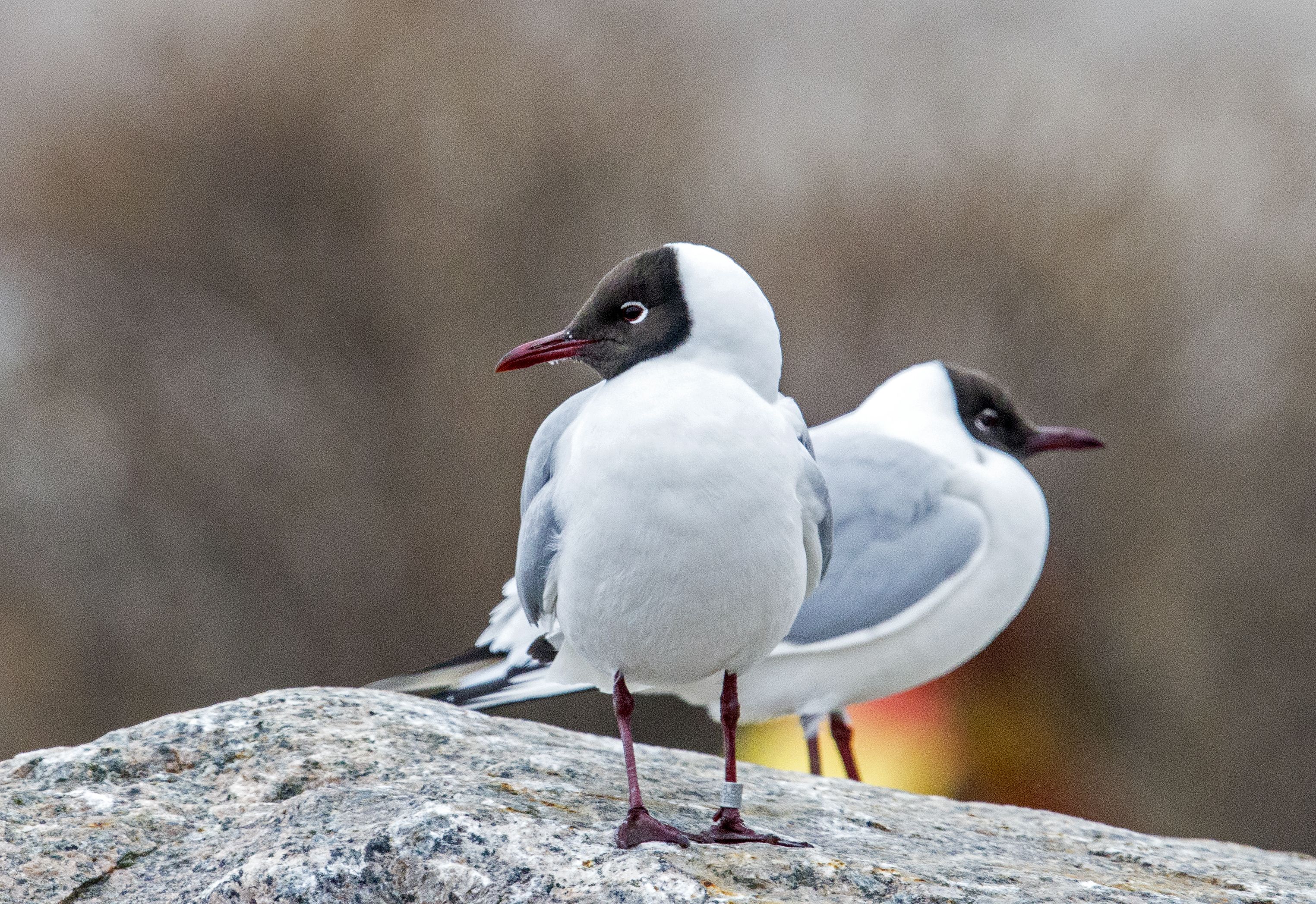 Erotat naurulokin muista lokeista pään värin perusteella. Naurulokilla se on kesäisin tumma.