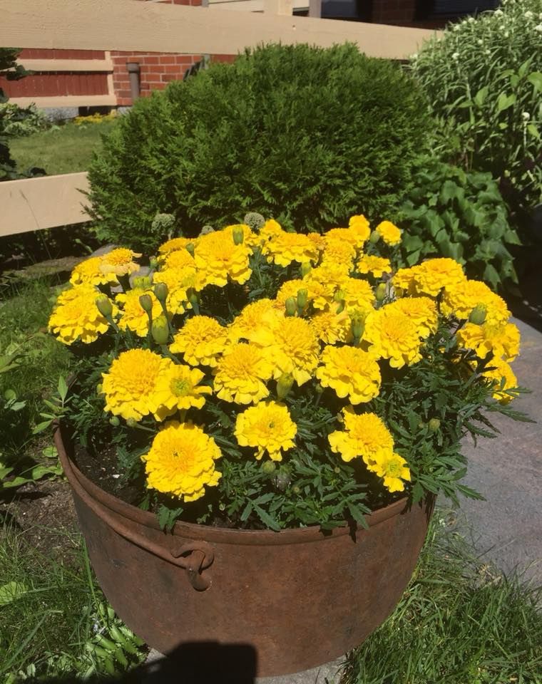 ”Samettikukat padassa.” - Satu Koistinen