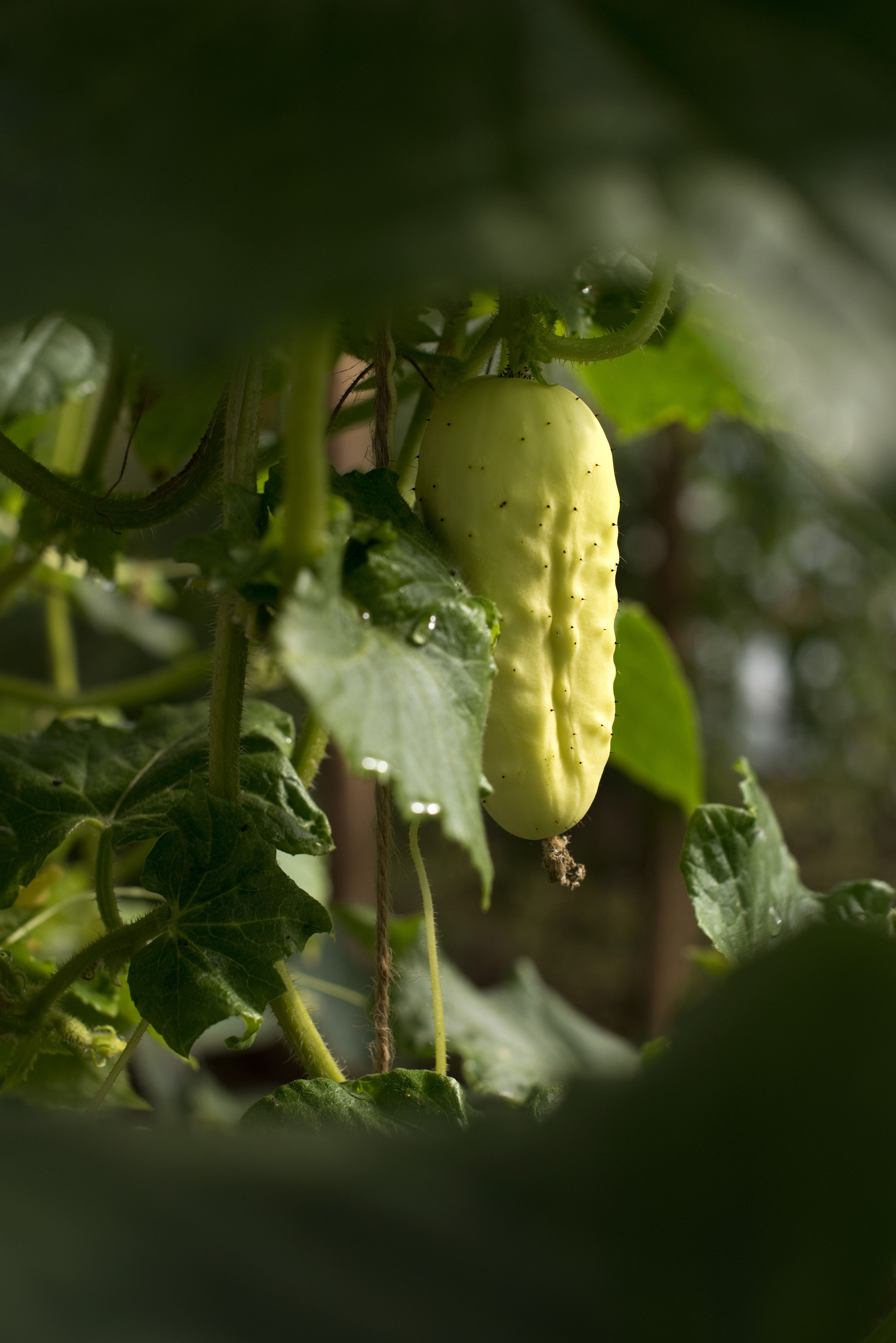 Tuore sato korjataan jakelupäivän aamuna.