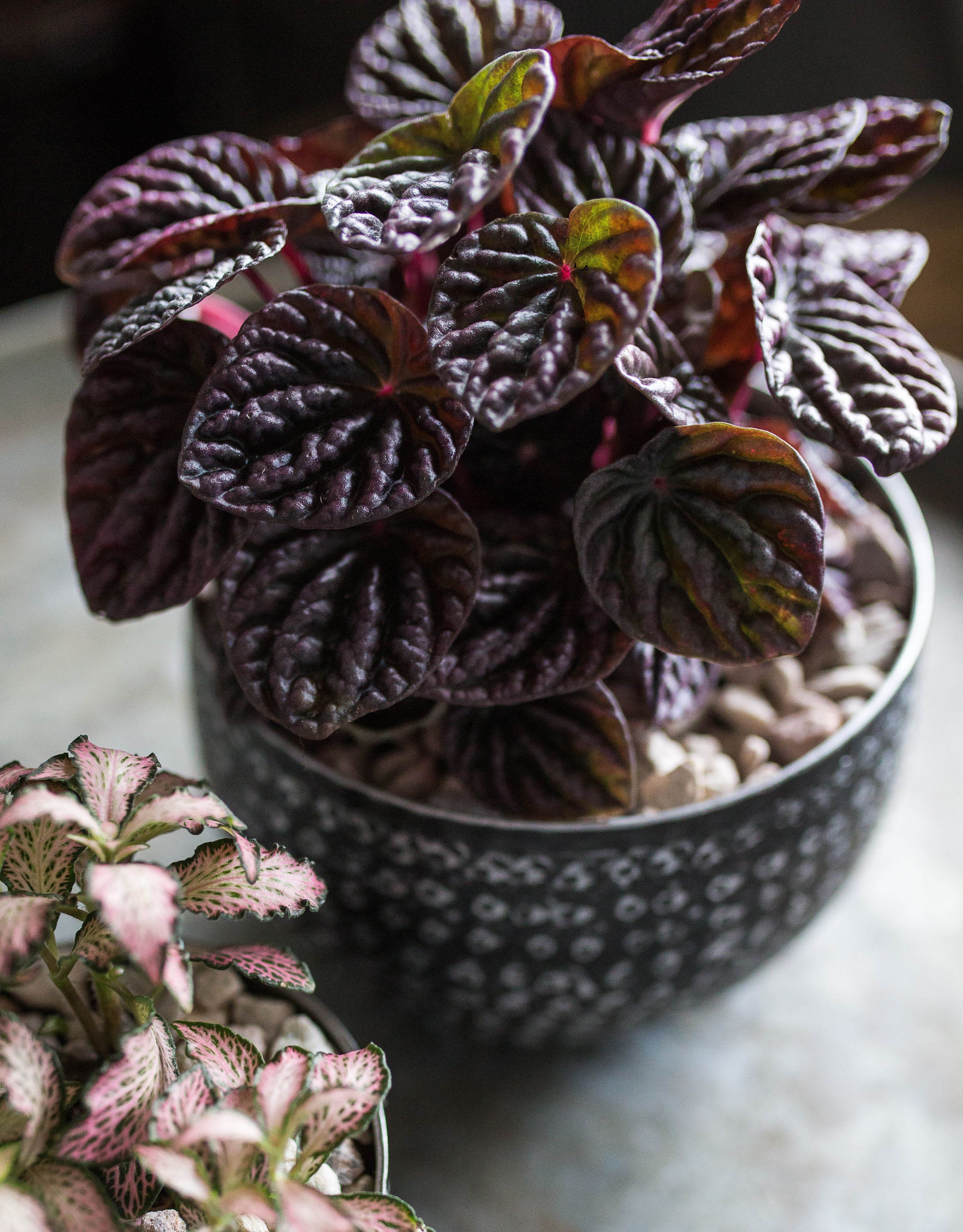 Uurremuori on oiva valinta tummanpuhuvien kasvien ystävälle. Pikkukivien käyttö katteena harventaa kasteluväliä.