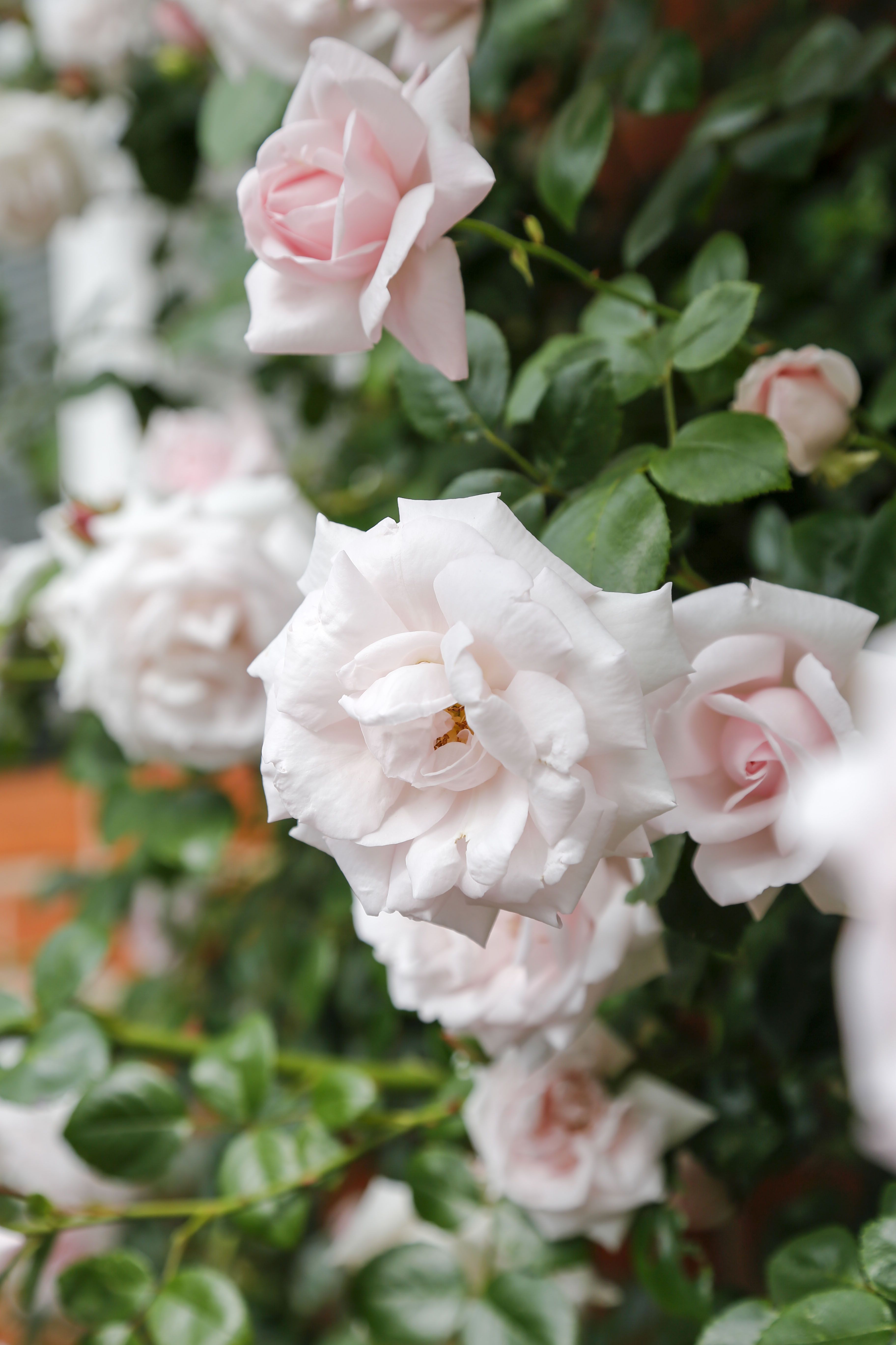 'New Dawn' -köynnösruusun kukinta jatkuu syksyyn saakka.