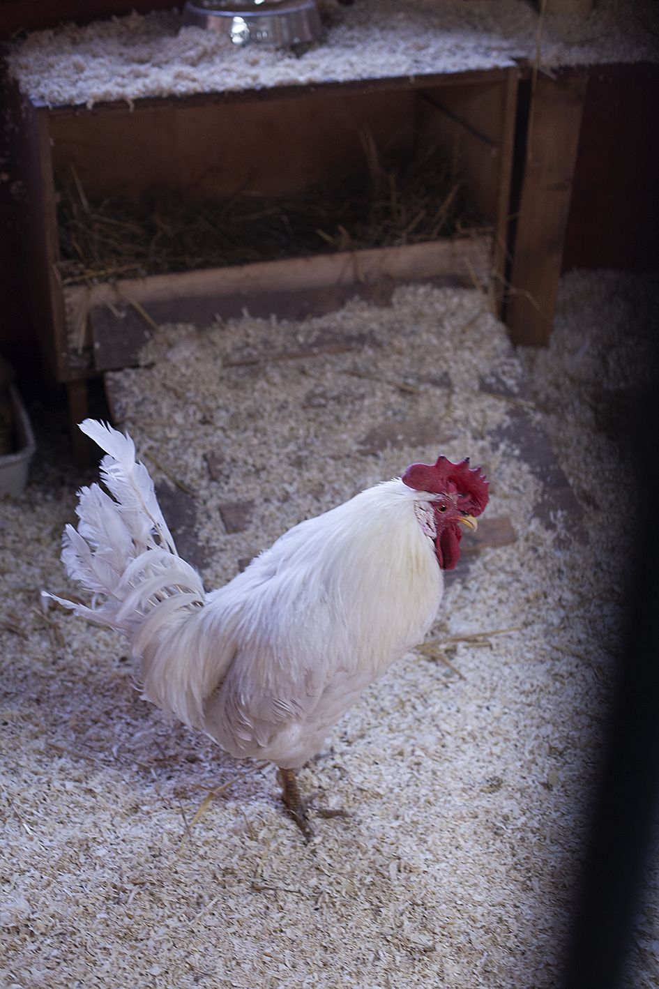 Kananmunia tuotettaessa kukkotipuille käy tavallisesti kalpaten. Pian kuoriutumisen jälkeen ne valikoidaan erilleen kanatipuista ja lopetetaan. Kaalepilla kävi tuuri: sitä luultiin kanaksi. Se päätyi ensin häkkikanalaan, sieltä kotikanalaan ja lopulta Tuulispäähän – päivää ennen kuin se olisi lopetettu.