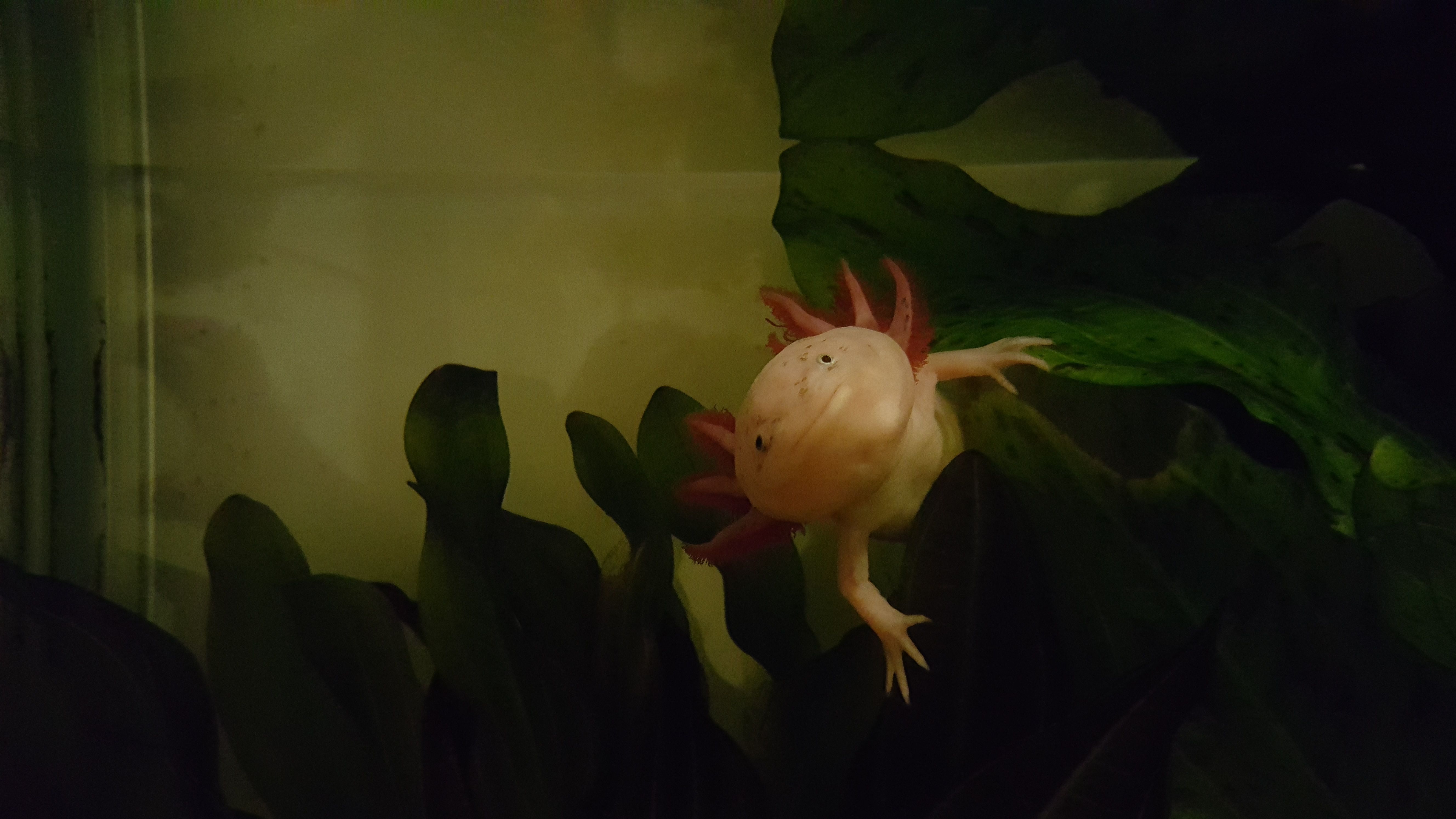 Oscar, 1 ja puoli vuotta, nauttii hiljaisesta aksolotlin elämästä hämärässä akvaariossa. Se heiluttelee viehkeästi punaisia kiduksiaan, näyttää hymyilevän ja haukkaa maittavan katkarapuaterian joka kolmas päivä. Oscarin ihminen on toimituspäällikkö Maria Tuominen.