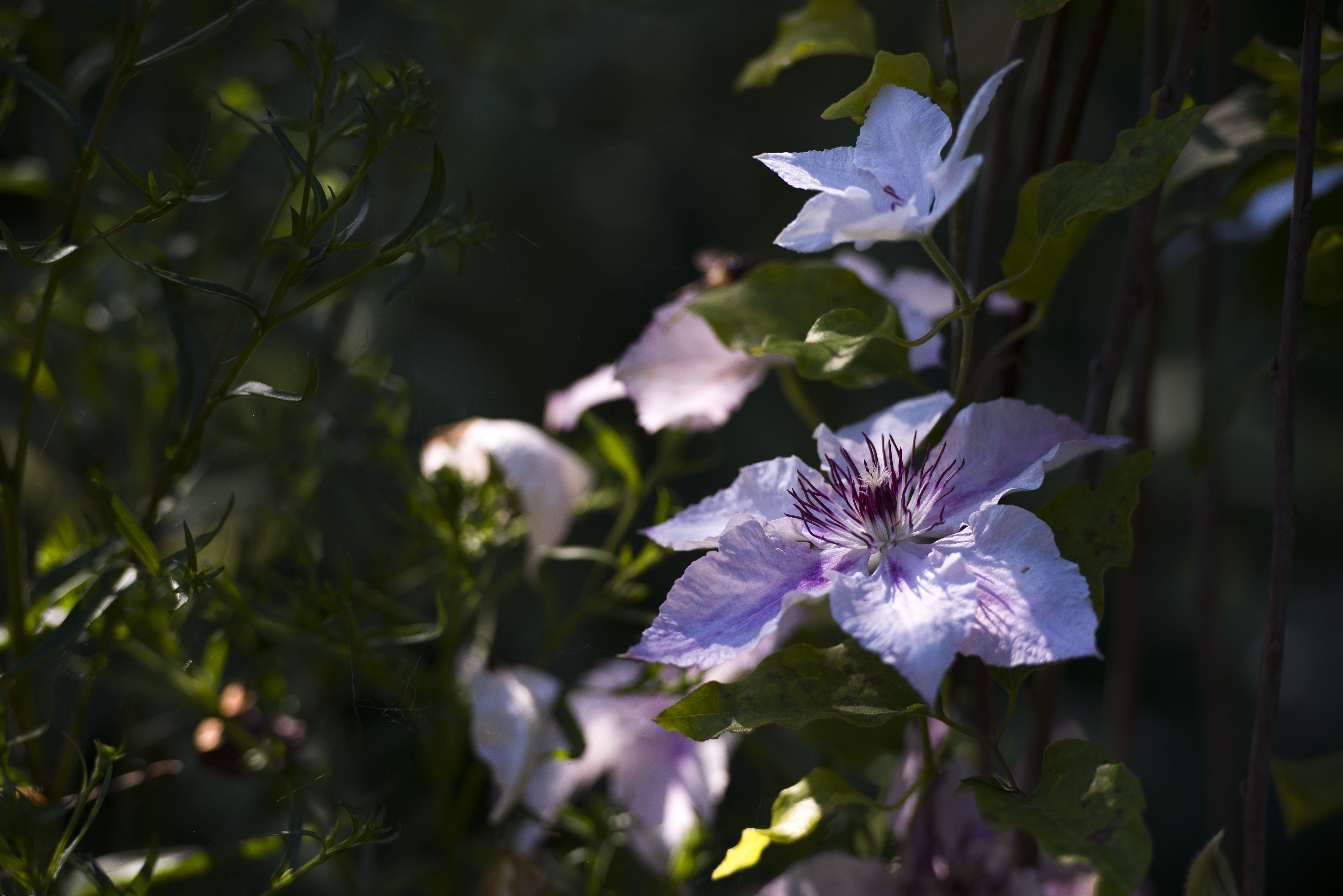 Kärhöt ovat Seijan suosikkeja. Suurikukkainen Clematis Pink Fantasy kukkii pitkään.