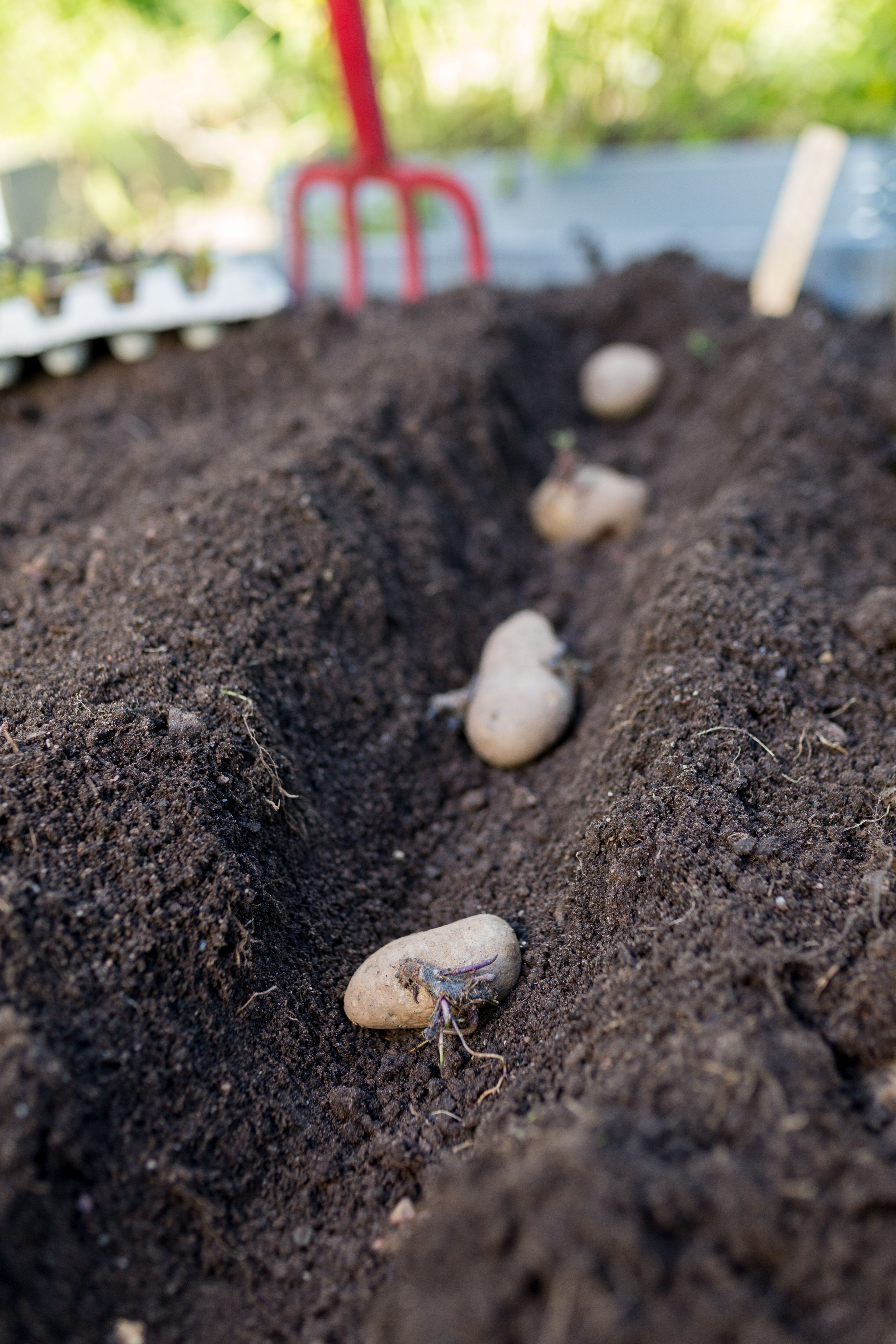 Tee lämmenneeseen maahan siemenperunoille noin 10 senttiä syvä vako ja asettele perunat siihen noin 20-30 sentin välein.