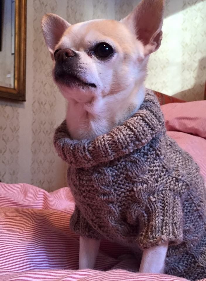 Meksikolaiskoira inhosi kylmää ja lämmitti ihmisten sänkyjä.