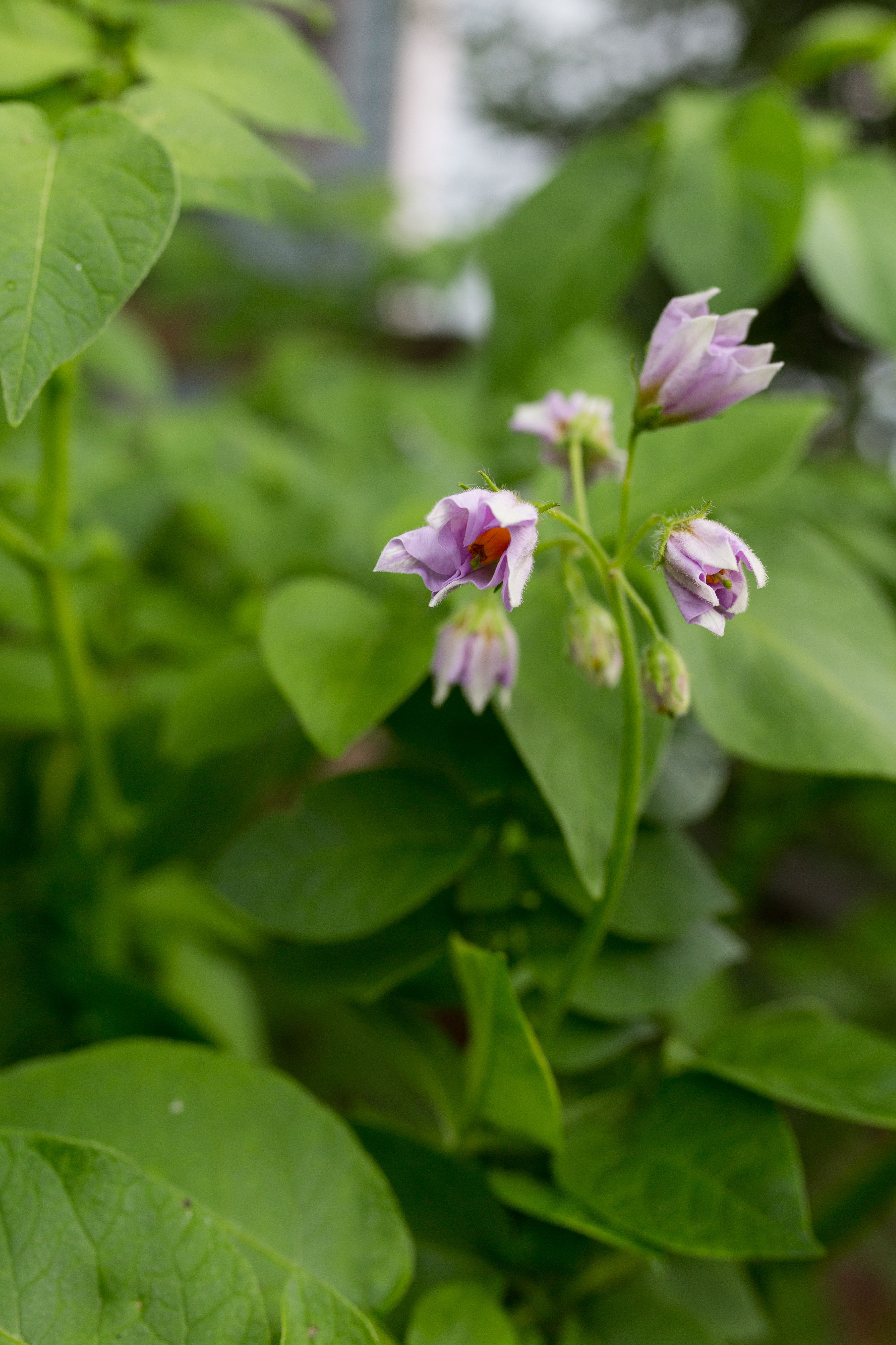 Perunat kukkivat lajikkeesta riippuen valkoisin, vaaleanliiloin tai sinivioletein kukin. Kuvassa kukkii Red Duke of York.