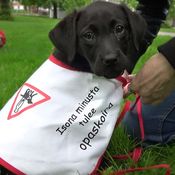 KK Elli pukee opaskoiraliivin