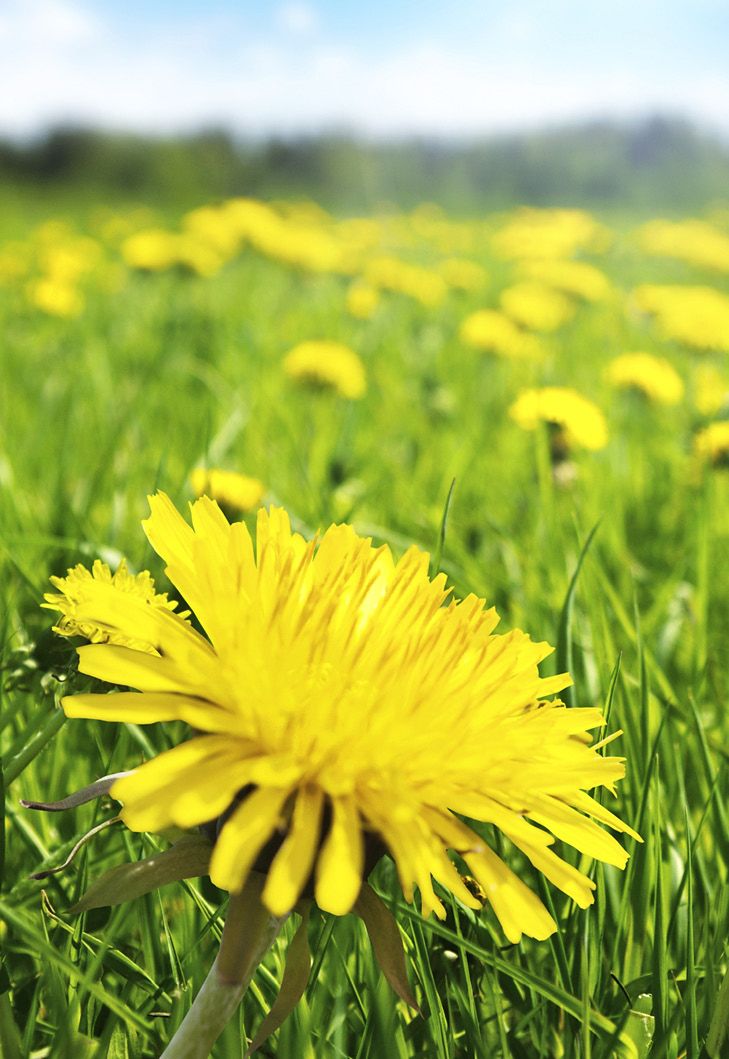 Voikukka kirkastaa rasvaista ja isohuokoista ihoa.