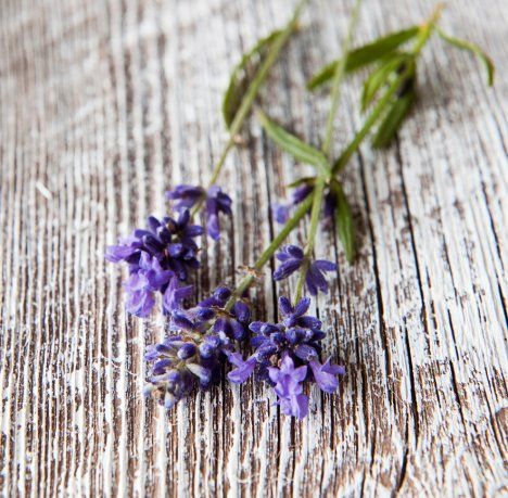 Monivuotisen laventelin siemenet kylvetään ruukkuihin maalis–huhtikuussa.