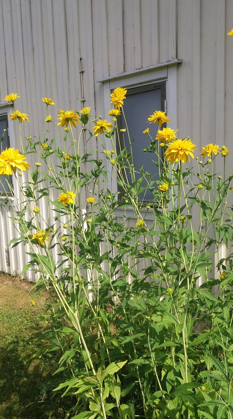 ”Kultapallo sopii vanhan saunan seinustalle.” - Hannele Maatsalo