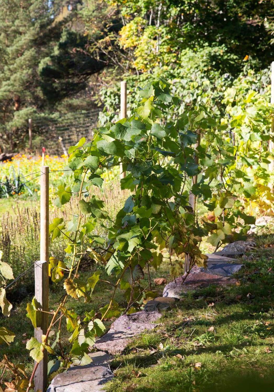 Viiniköynnökset kasvavat rinteessä kivipenkereellä. Viininviljelijöiden tapaan Anne leikkaa kasvustoa rajusti, jotta kasvi keskittää energiansa rypäleiden tuottamiseen. Köynnökset ovat kasvaneet yllättävän hyvin ja talvehtineet.
