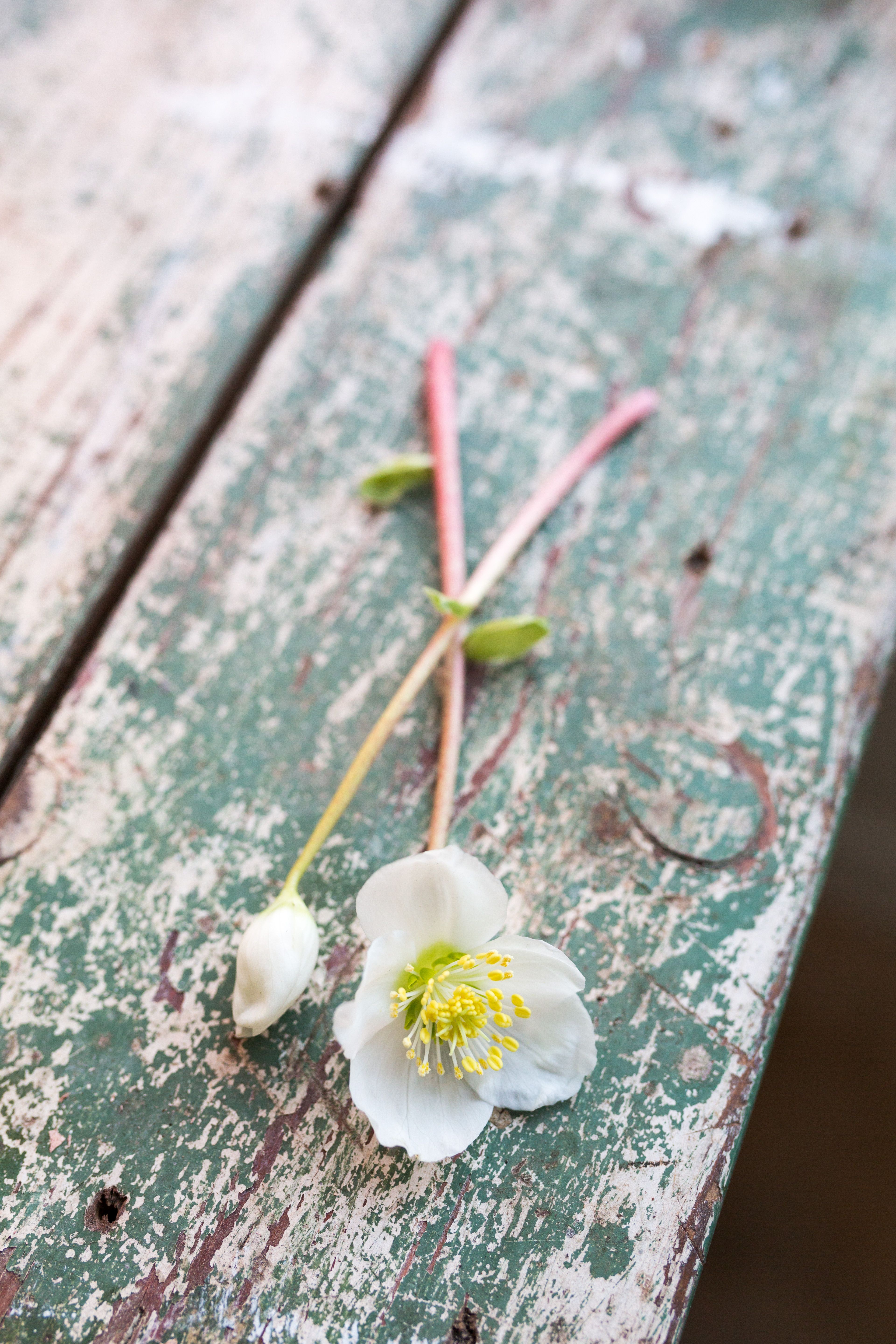 Keskiajalla jouluruusuja istutettiin karkottamaan noitia, ja kasvista tehtiin rohtoja mielisairauksiin. Sittemmin laji on todettu myrkylliseksi.