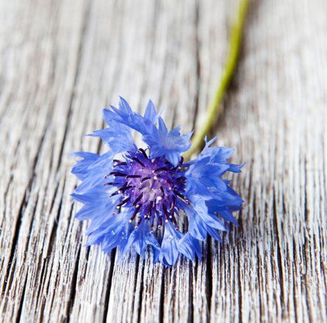 Ruiskaunokki on kotoisin Välimeren seudulta. 