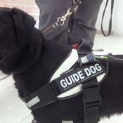 KK Elli opaskoiratestissä