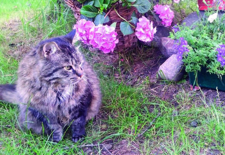 Kassu-kissa nauttii kesästä.