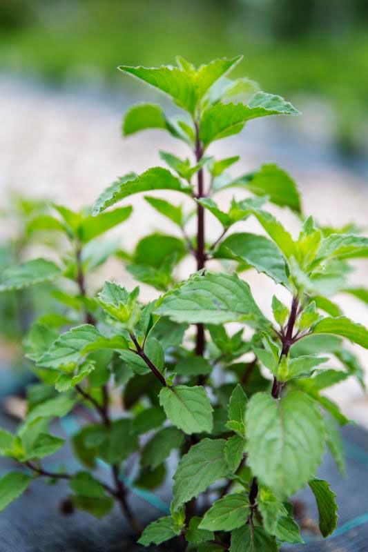 Minttua käytetään muun muassa luostarin iltahetkiteehen.