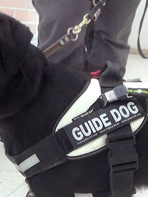 KK Elli opaskoiratestissä