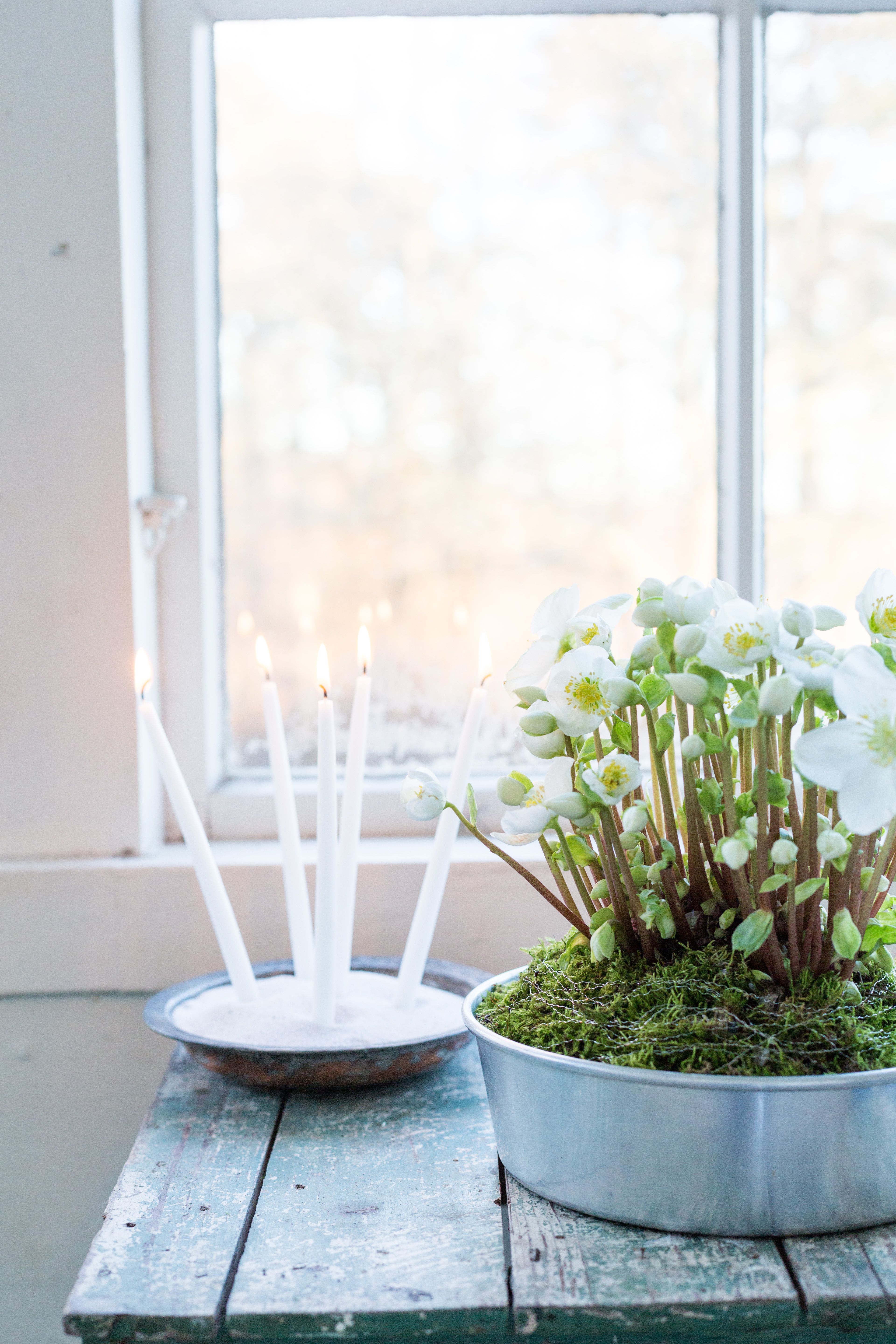 Herkkä jouluruusu on parhaimmillaan yksinkertaisessa istutuksessa. Peitä astian multapinta sammalella ja kiedo kimallukseksi kukkasidonnassa käytettävää spiraalilankaa.